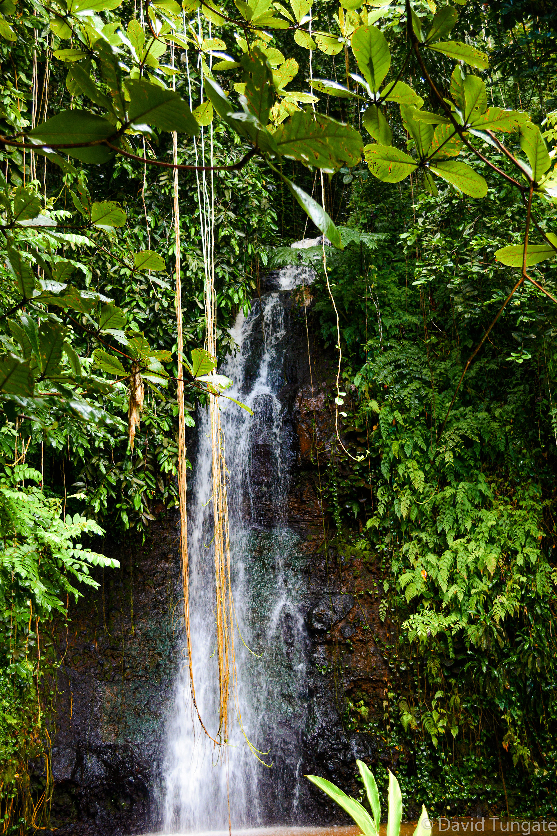 7 Moorea