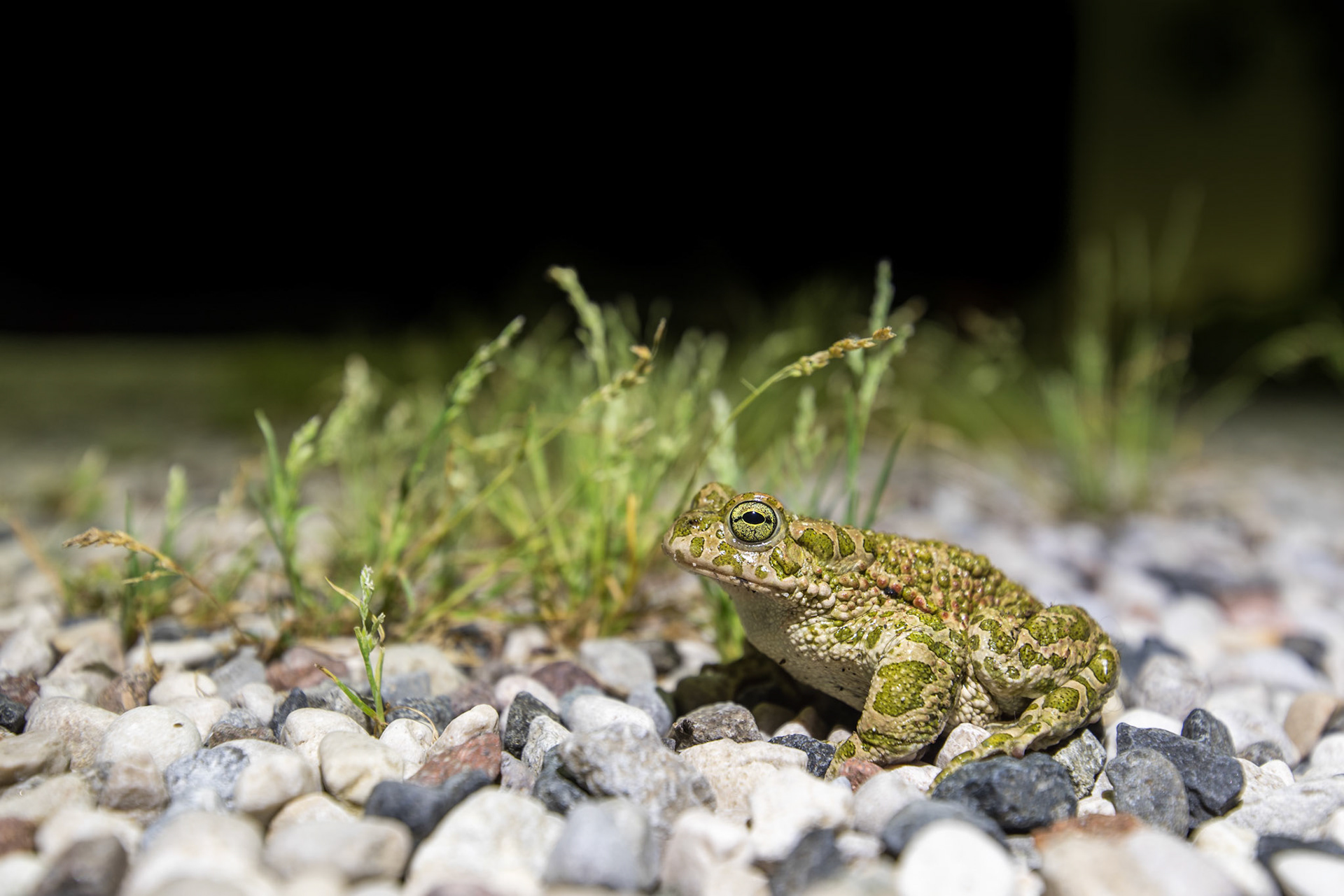 Rospo smeraldno (Bufotes viridis)
