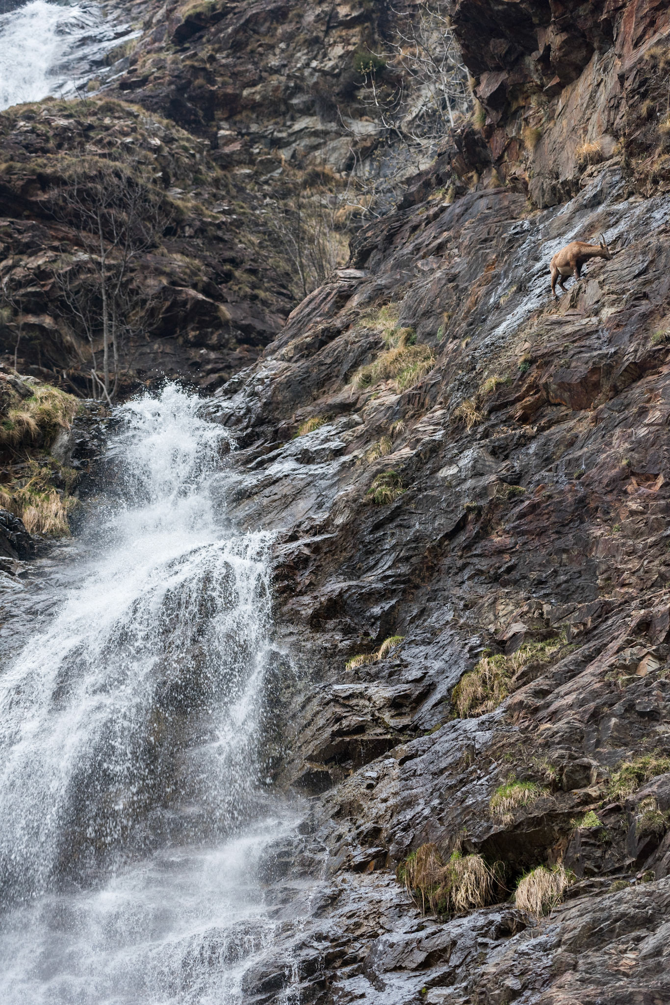 La cascata e lo stambecco