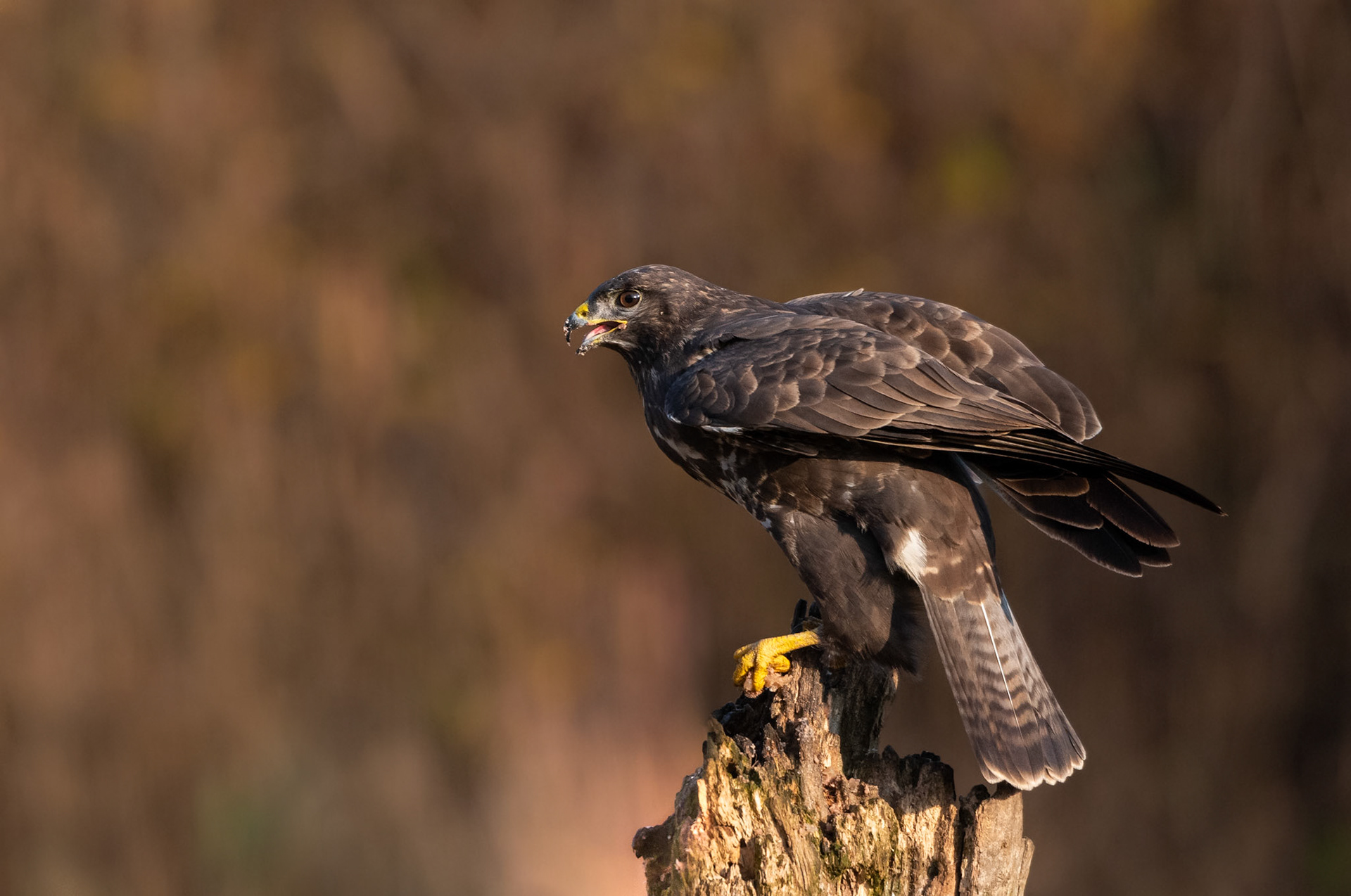 Poiana (Buteo buteo)