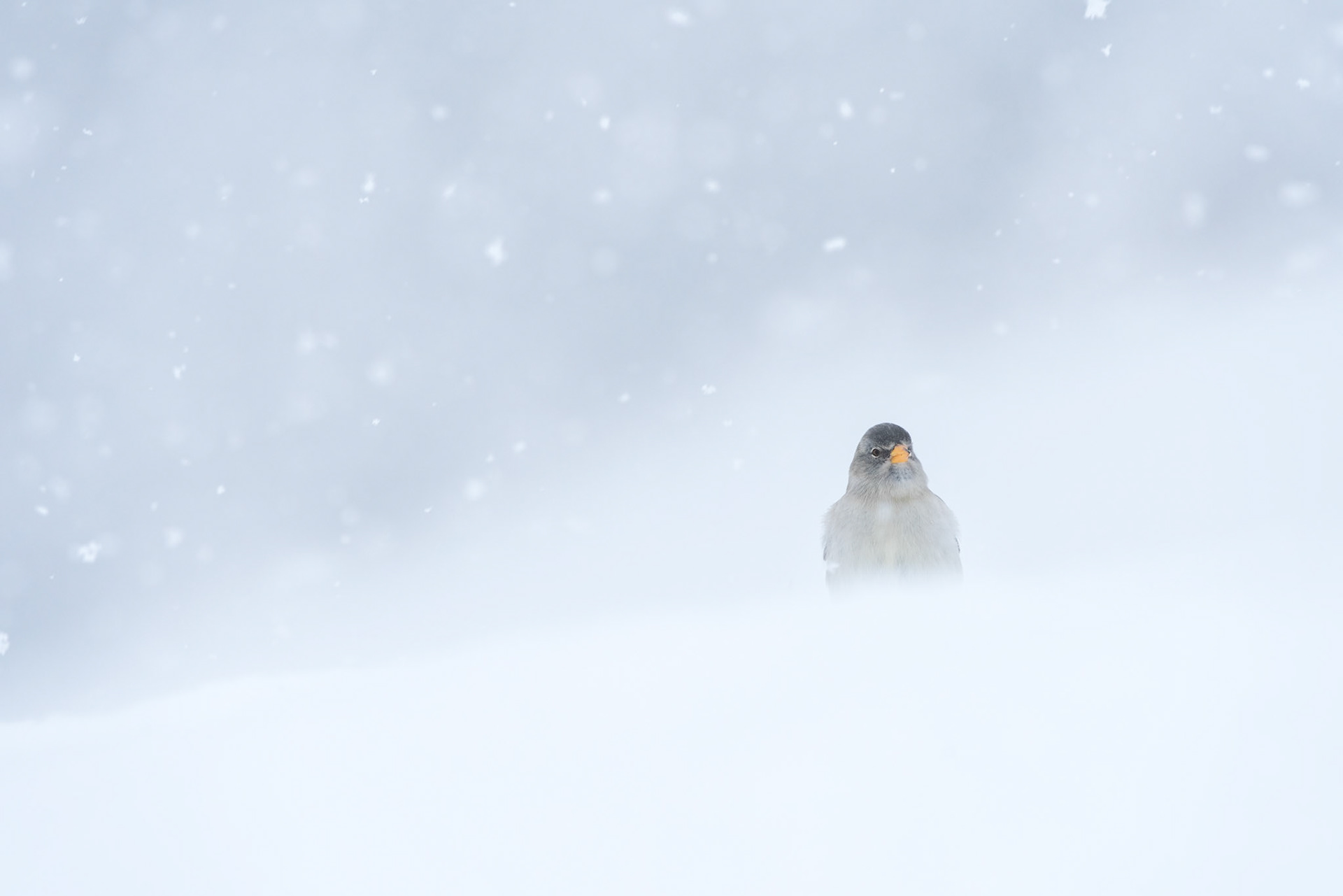 Fringuello alpino sotto la nevicata