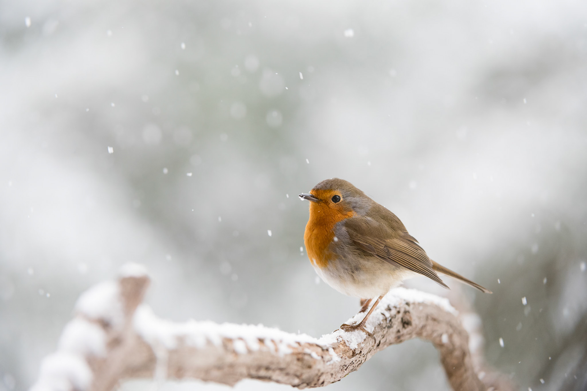 Pettirosso (Erithacus rubecula)