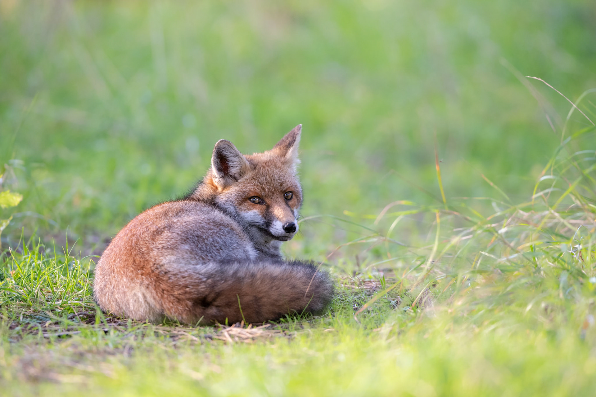 Volpe (Vulpes vulpes)