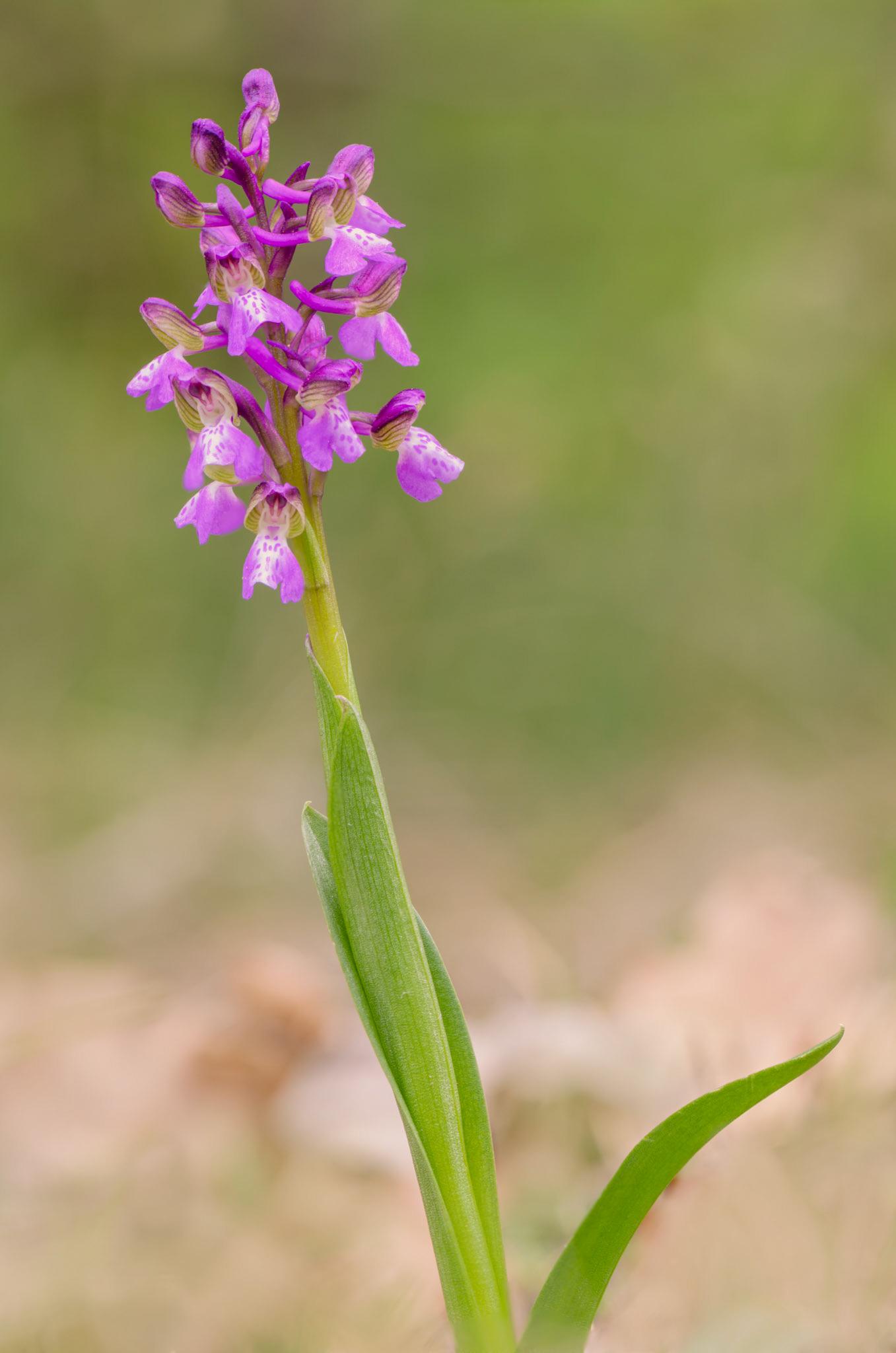 Orchis morio