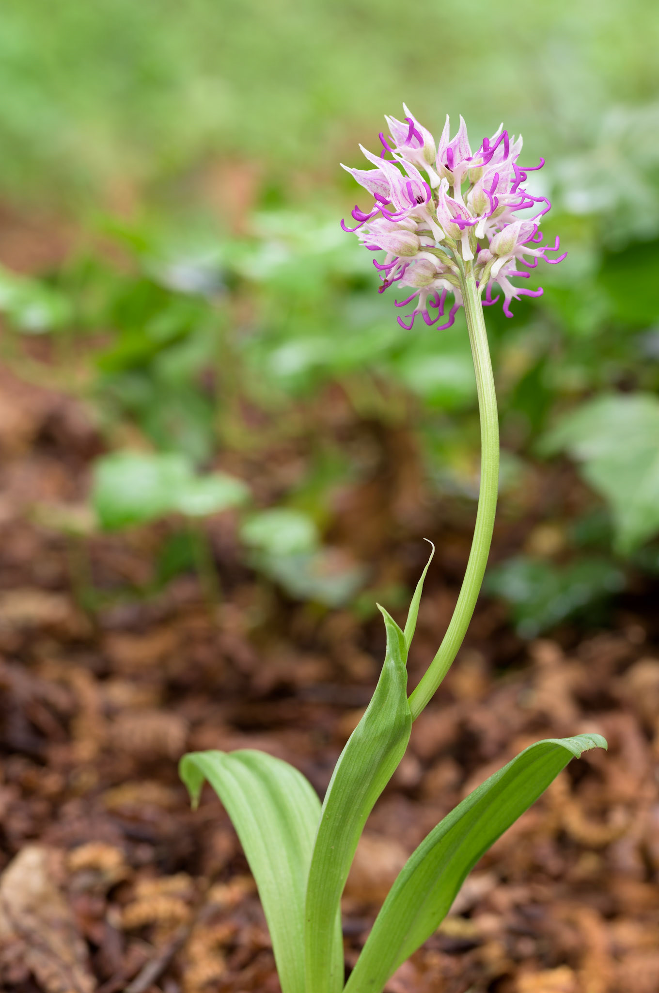 Orchis simia