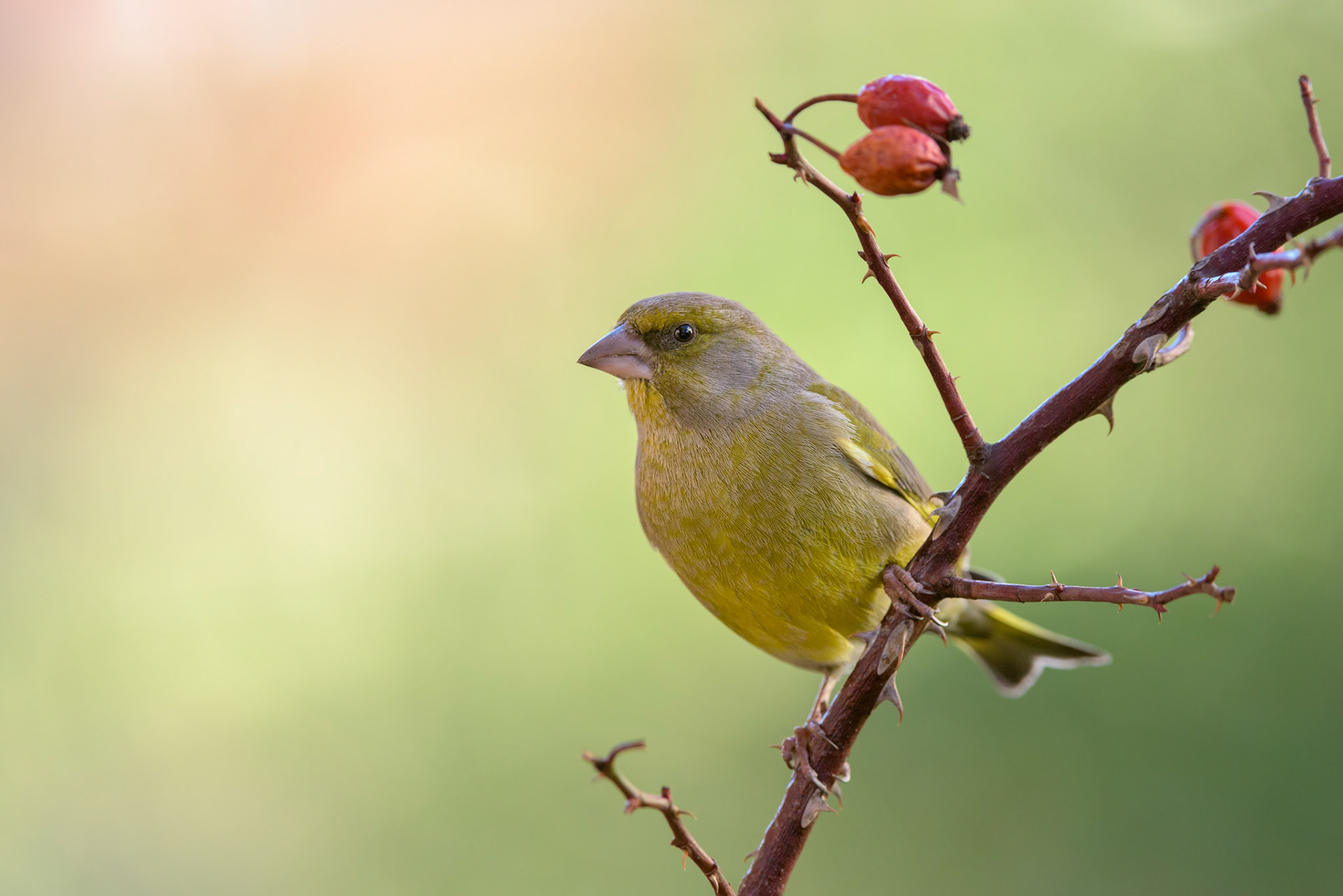 Verone (Chloris chloris)