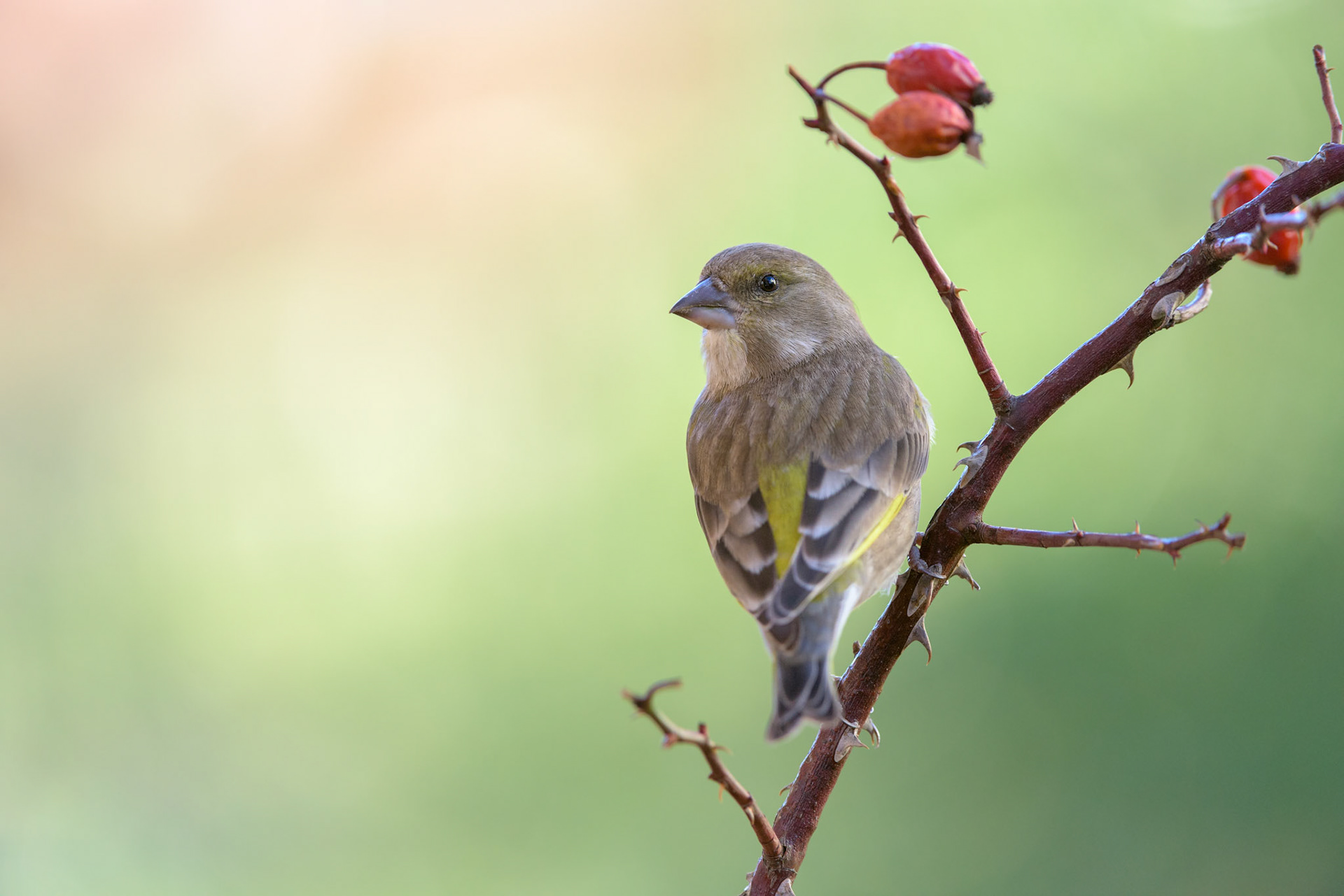 Verone (Chloris chloris)