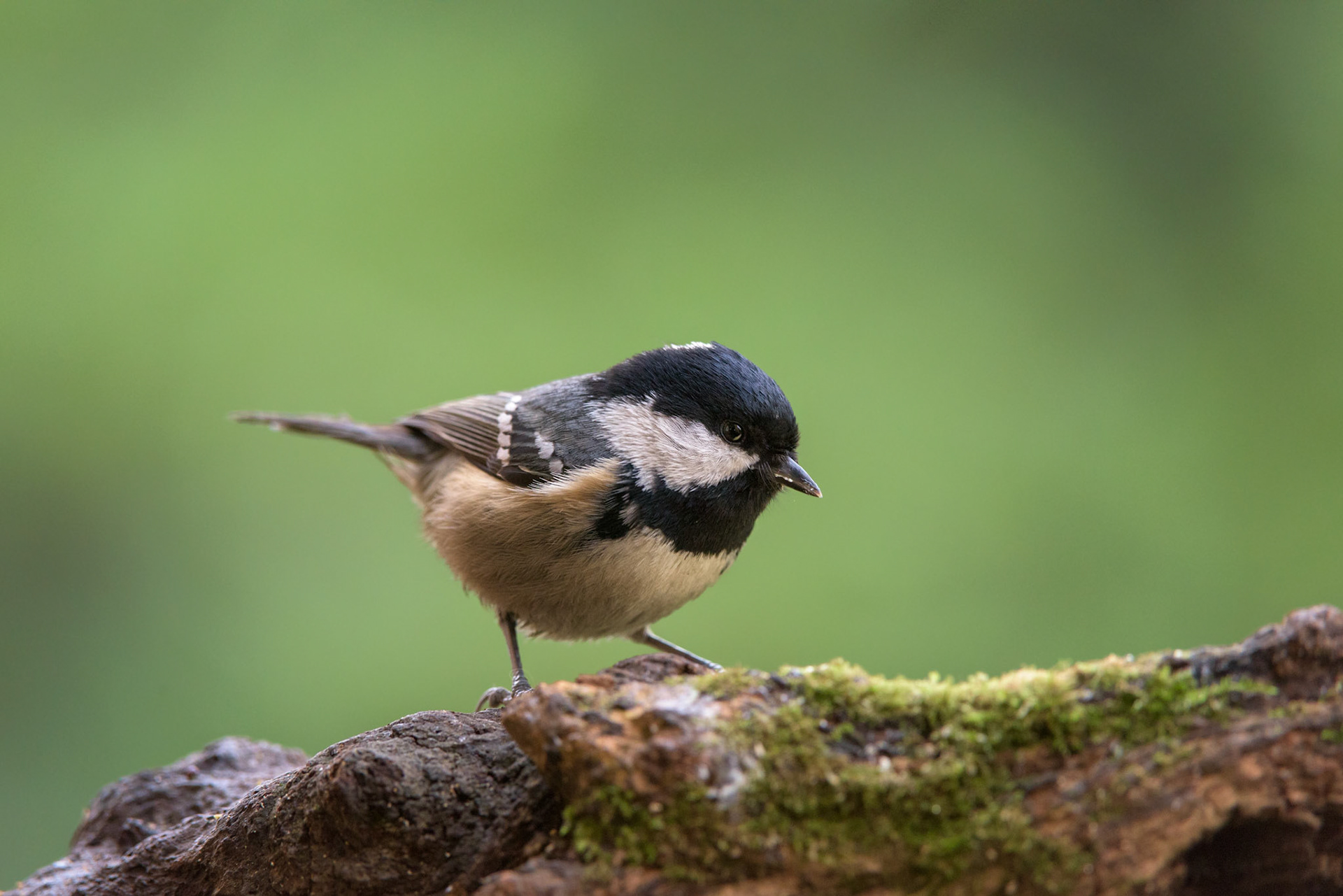 Cincia mora (Periparus ater)
