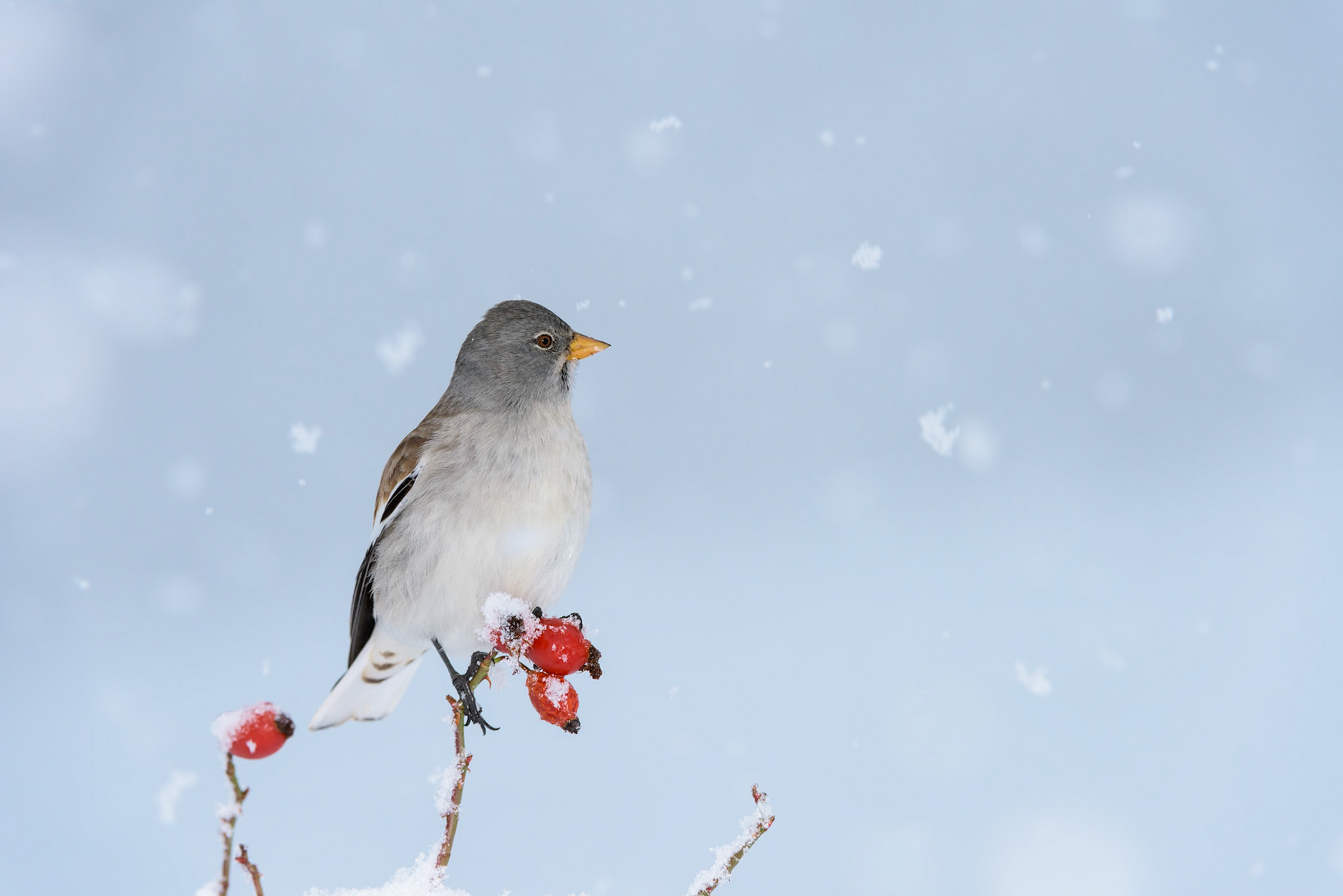 Fringuello alpino sotto la nevicata