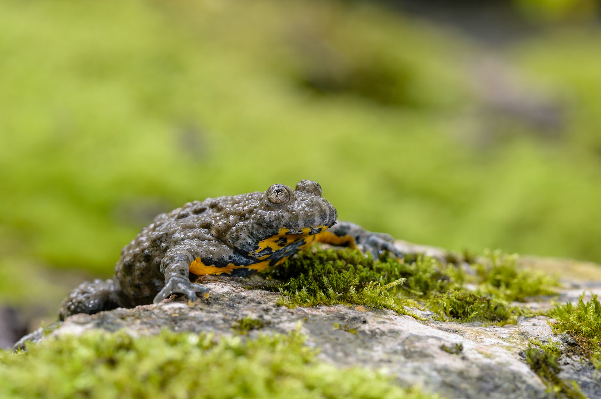 Ululone dal ventre giallo (Bombina variegata)