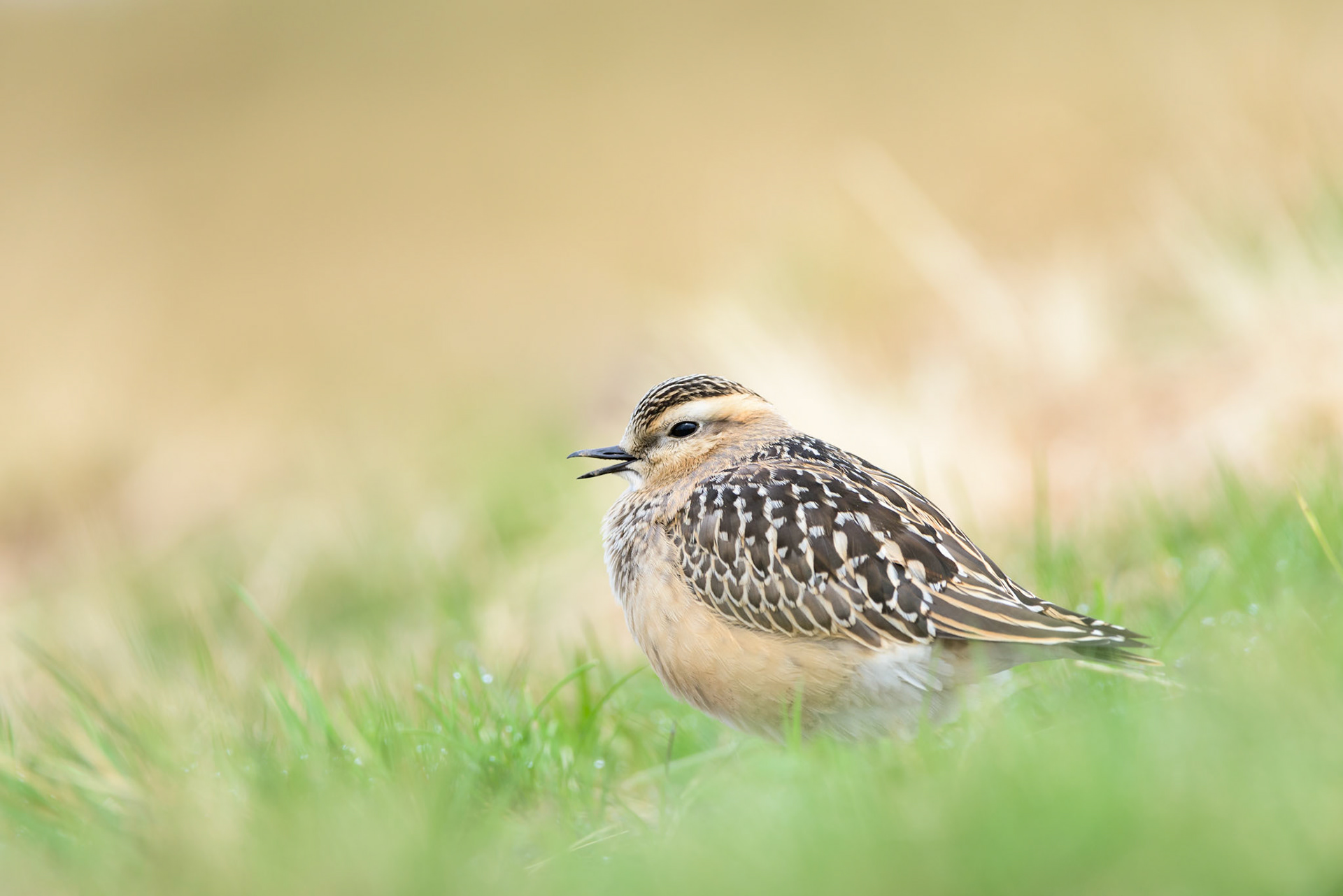 Piviere tortolino (Charadrius morinellus)