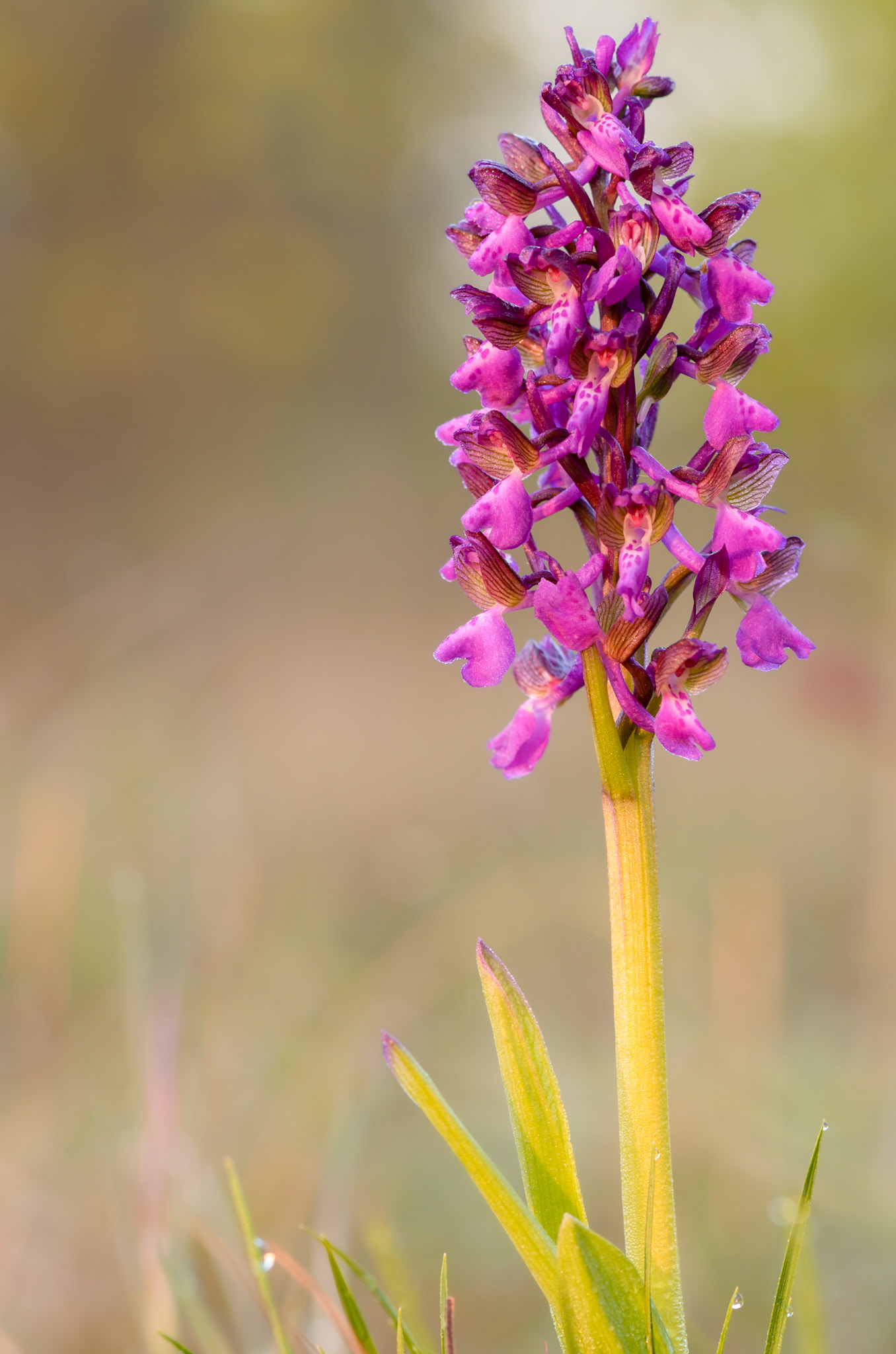 Orchis morio