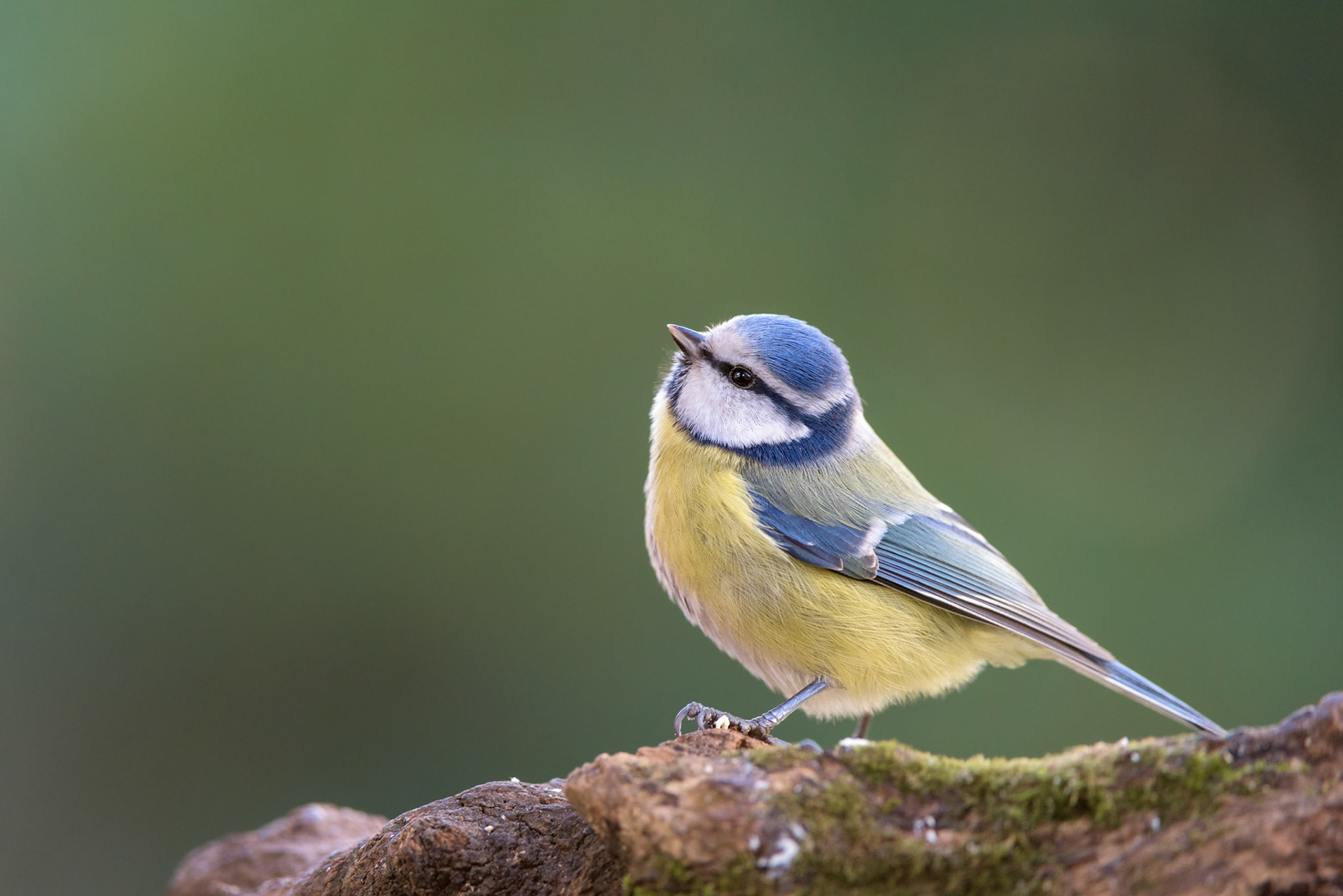 Cinciarella (Cyanistes caeruleus)