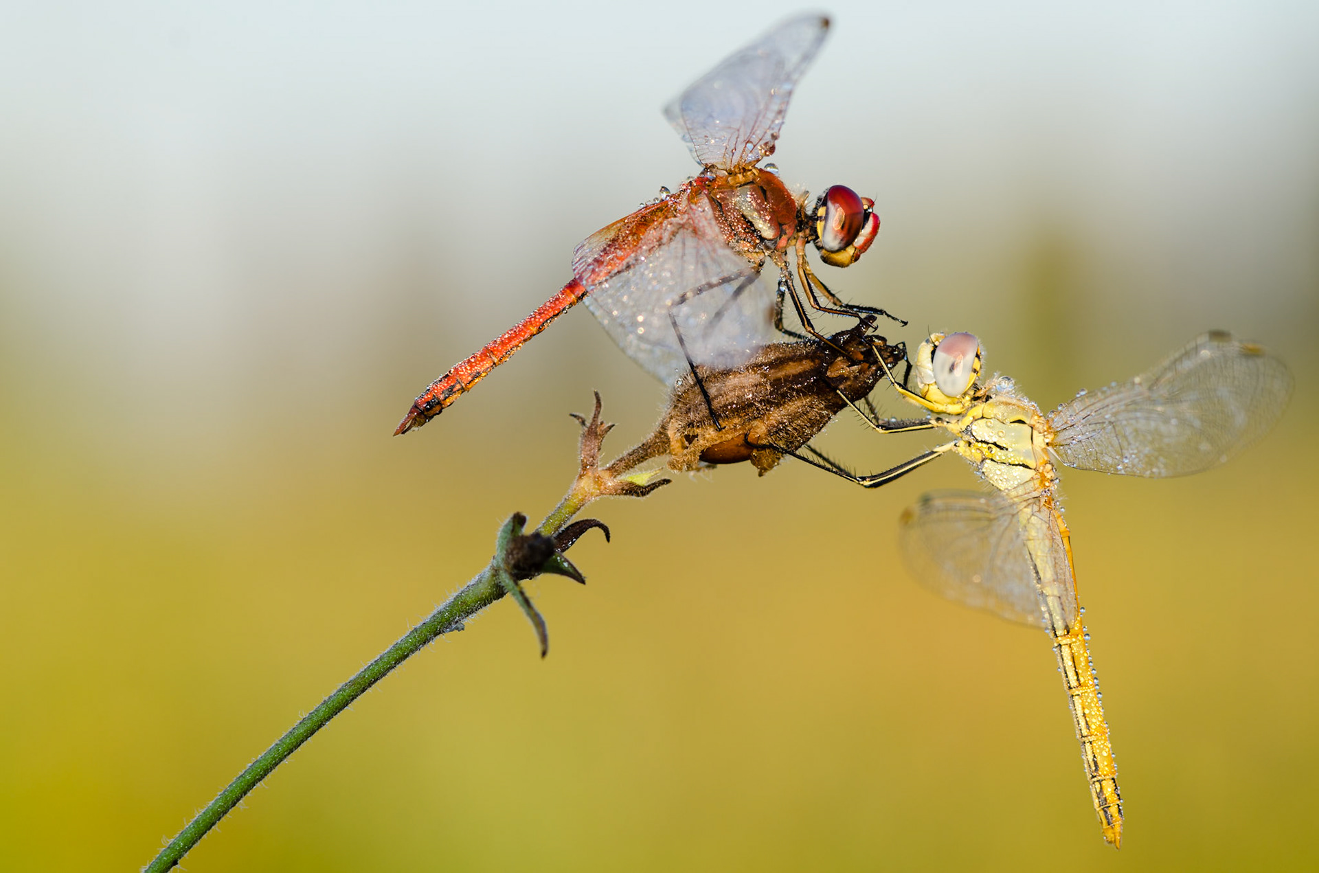 Sympetrum fonscolombii