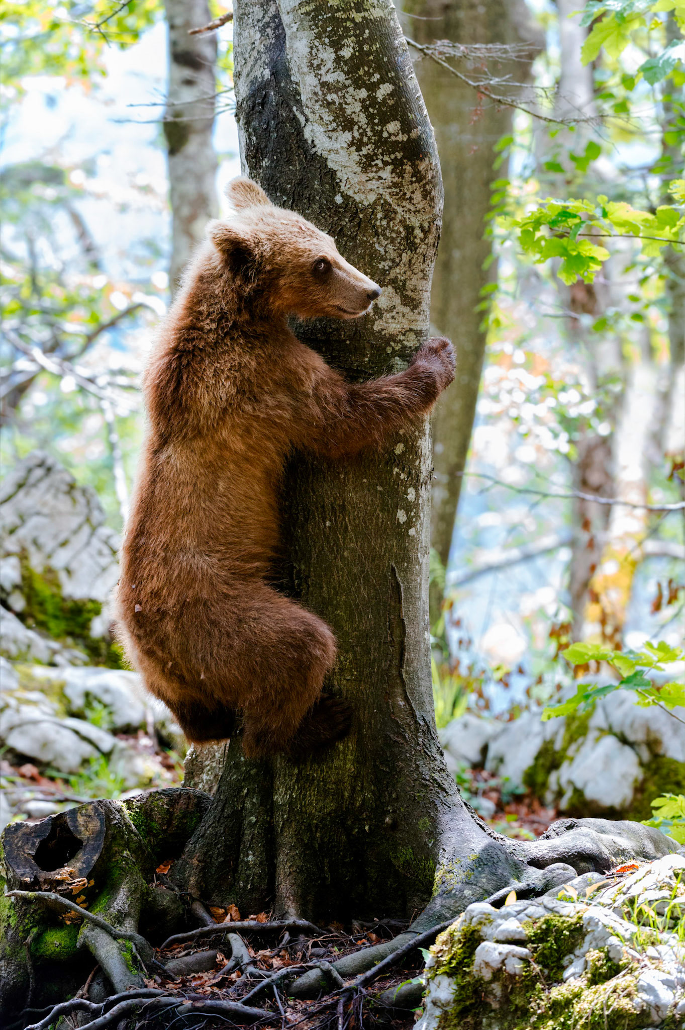 Orso bruno, piccolo