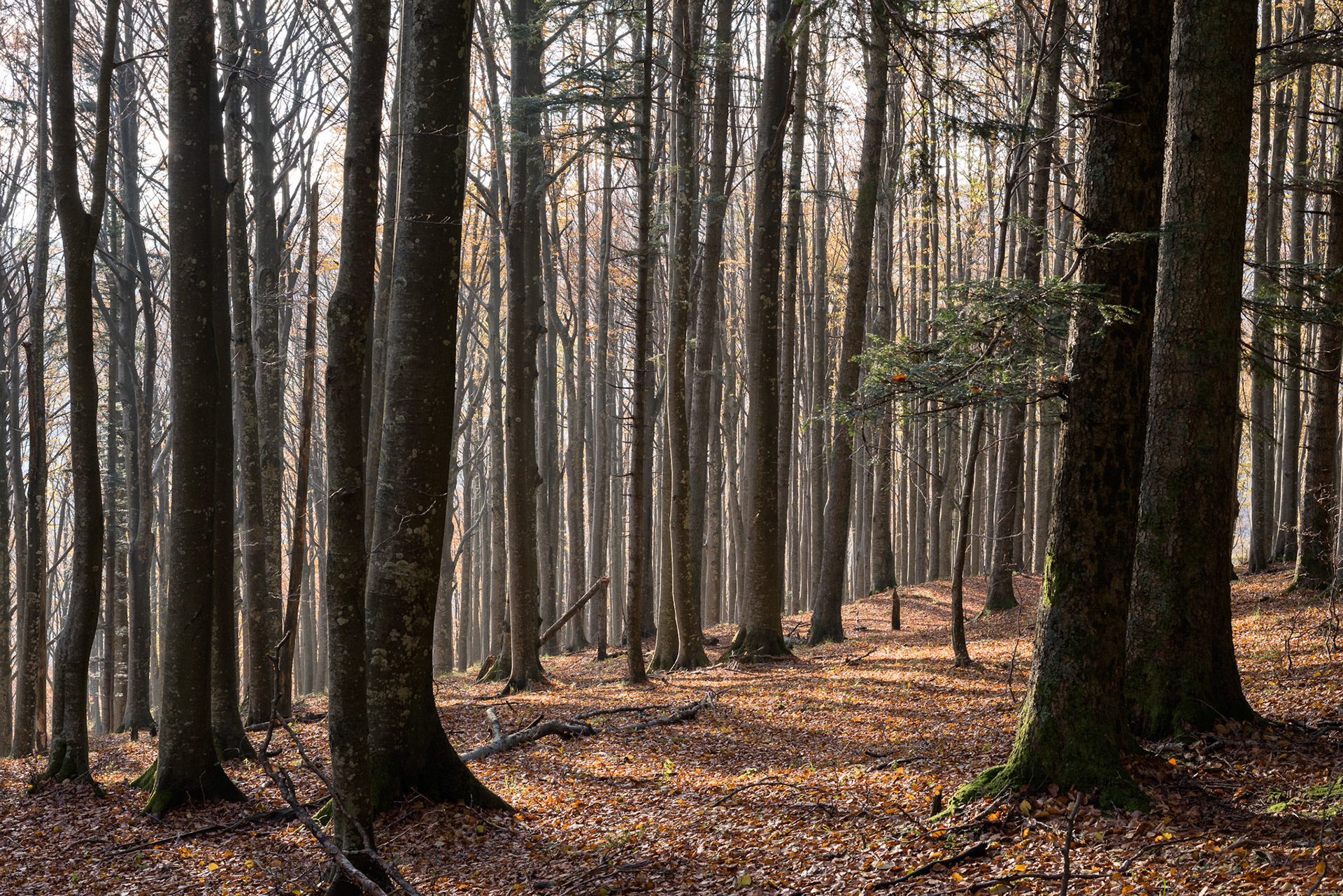 Luce nella foresta