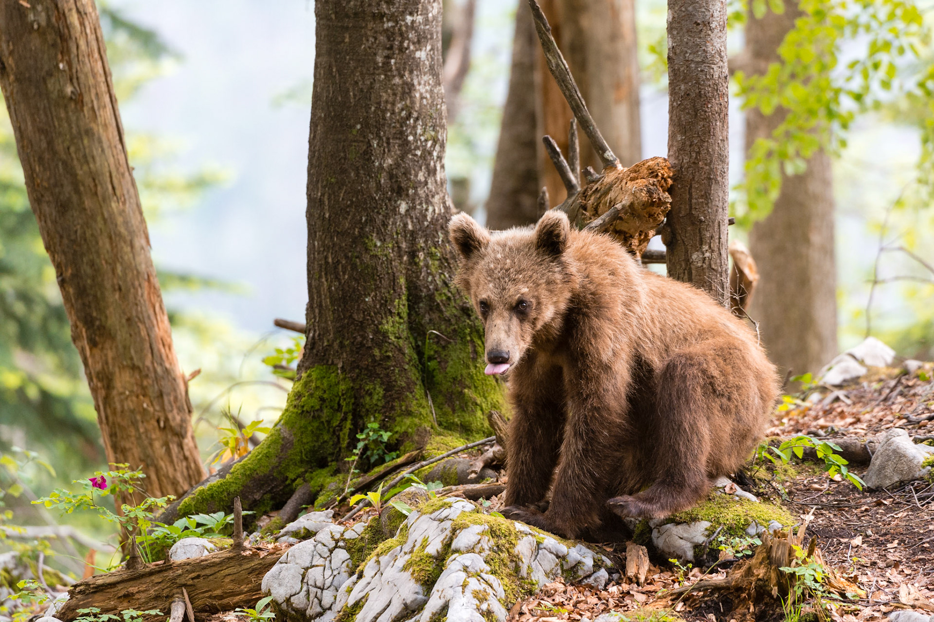 Orso bruno, piccolo