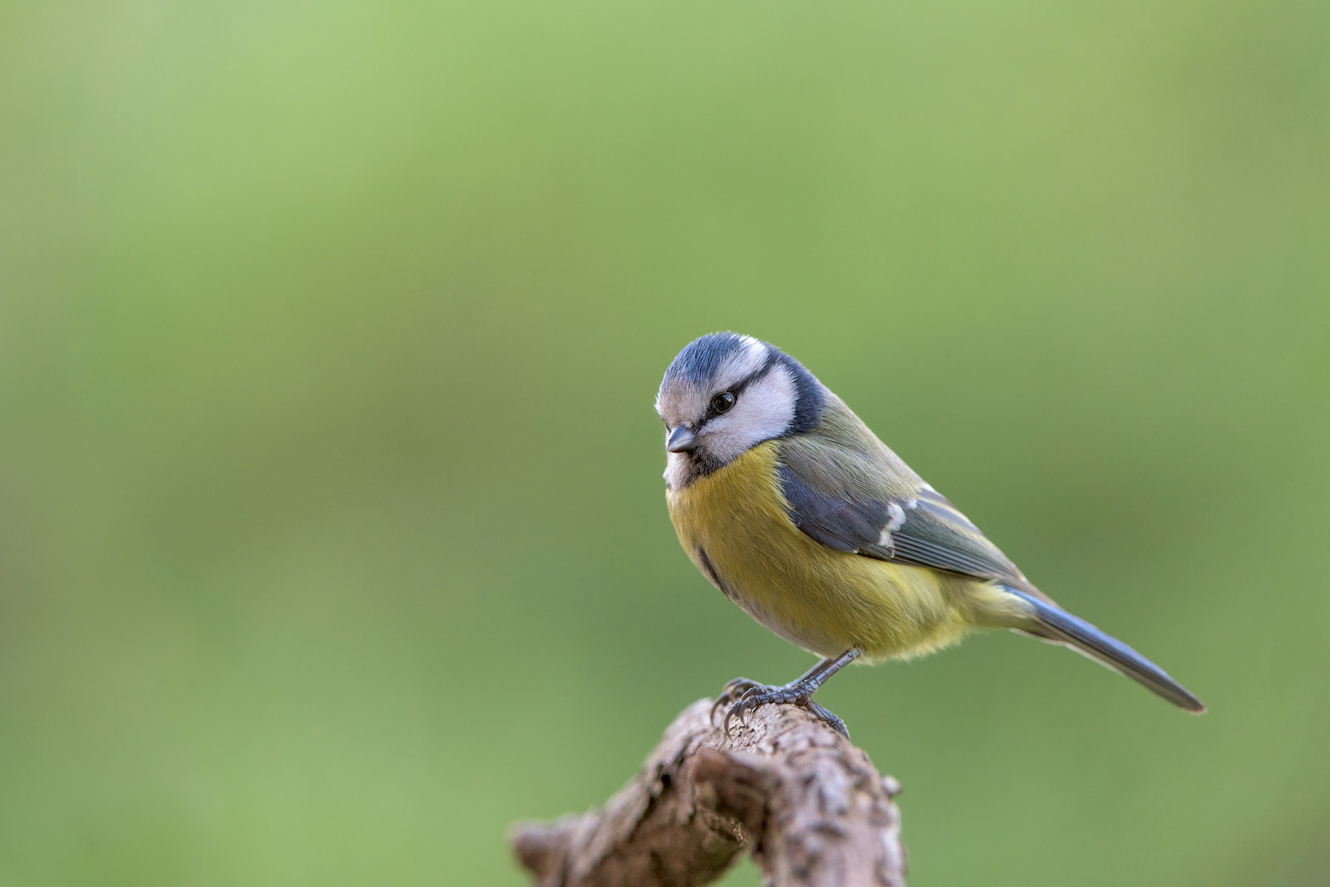 Cinciarella (Cyanistes caeruleus)