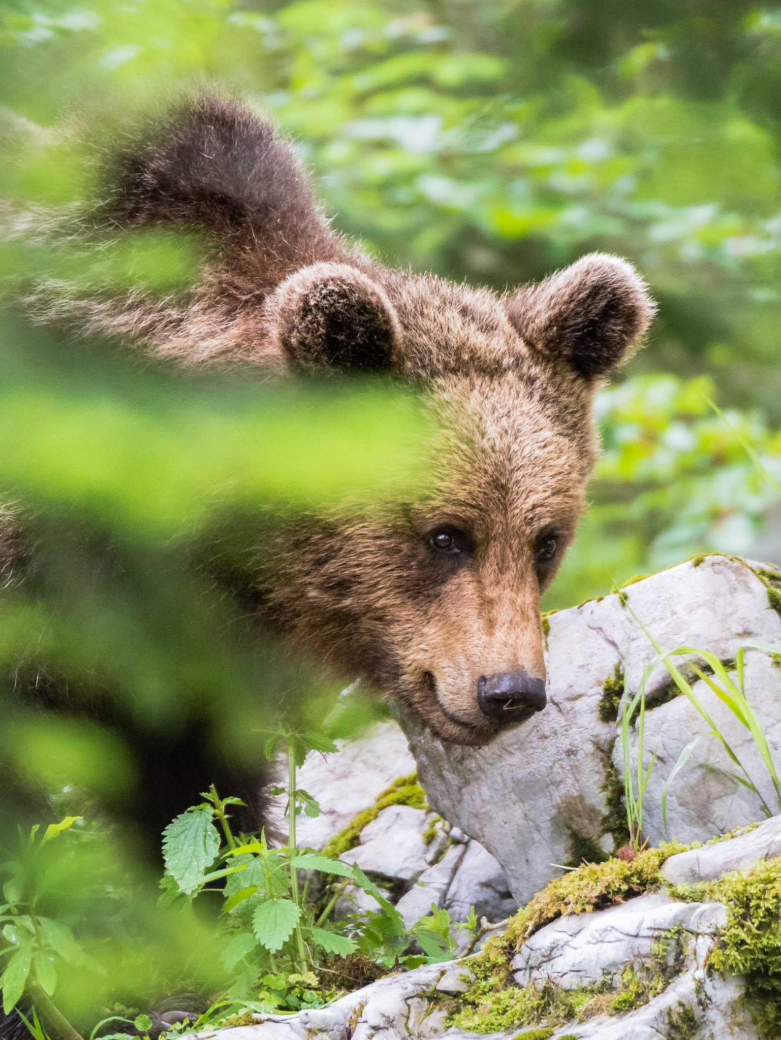 Orso bruno