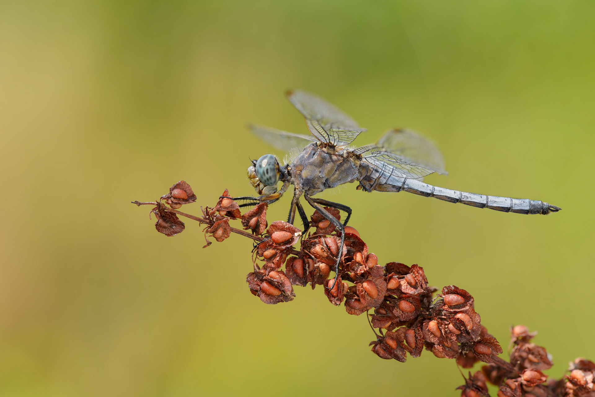 Libellula depressa