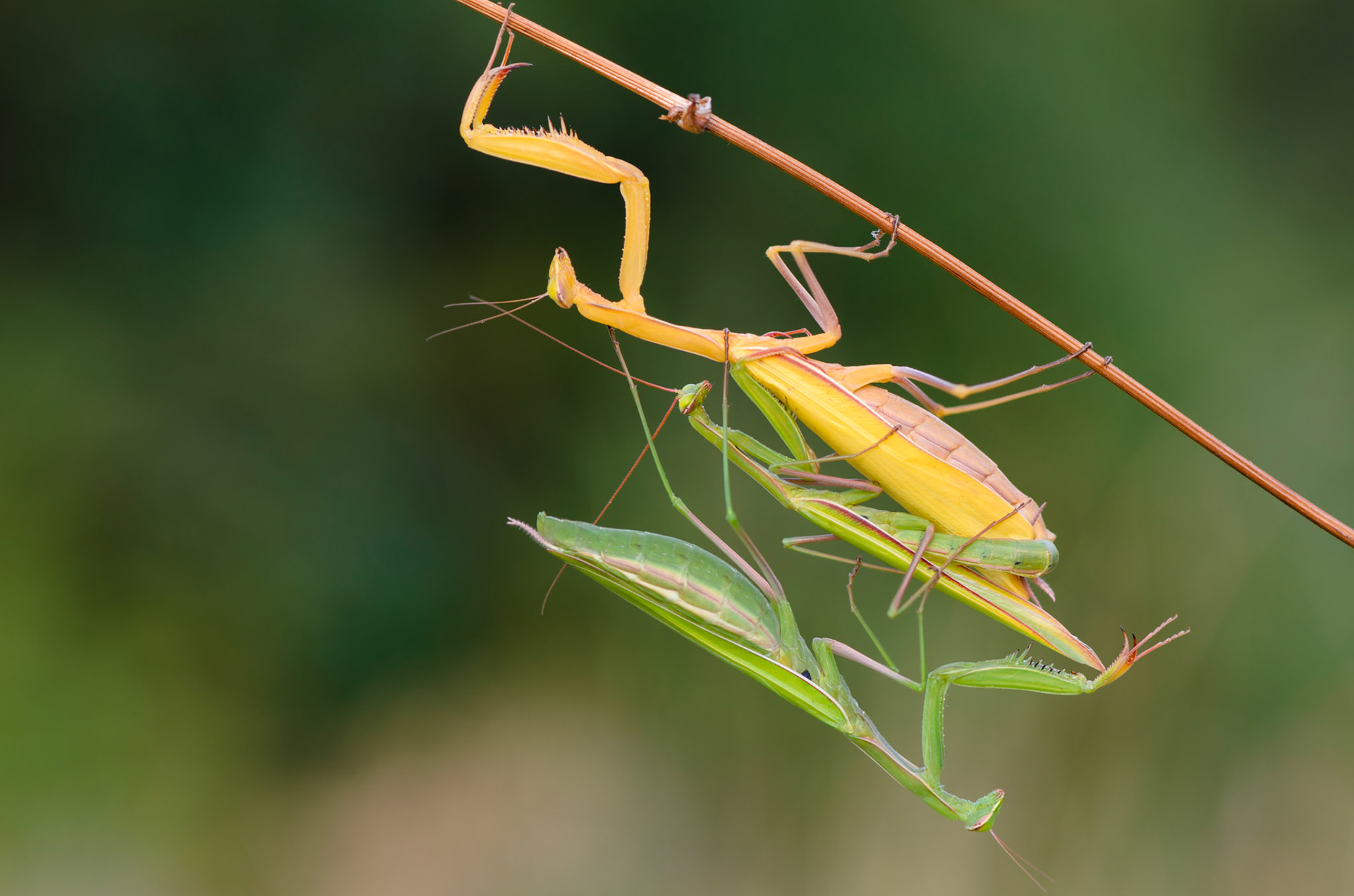 Mantide religiosa tris