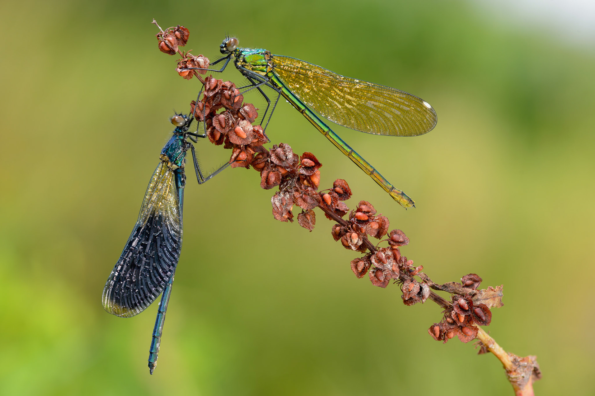 Calopteryx splendens