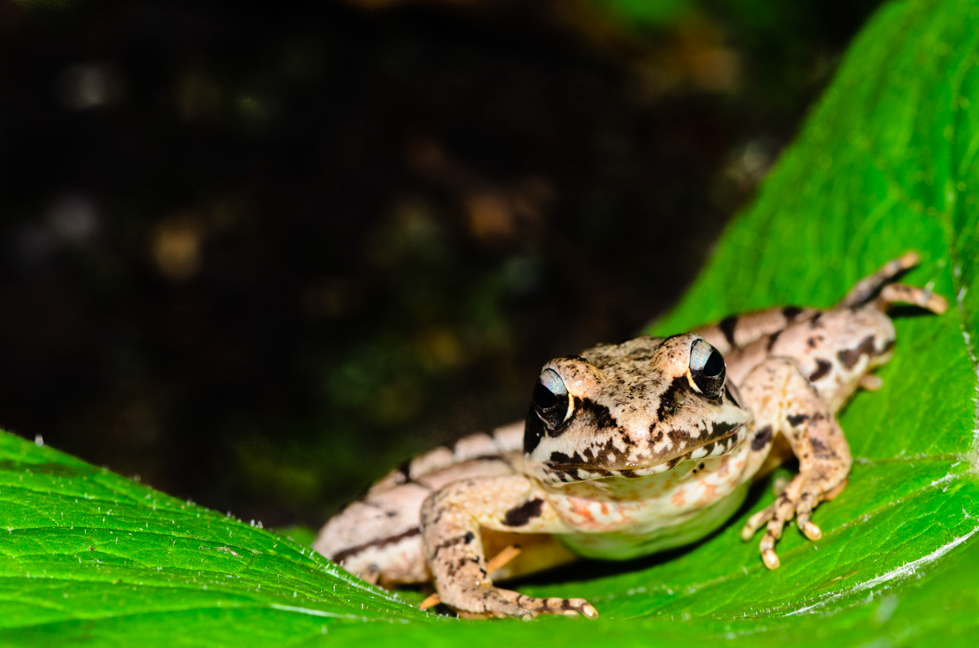 Rana agile