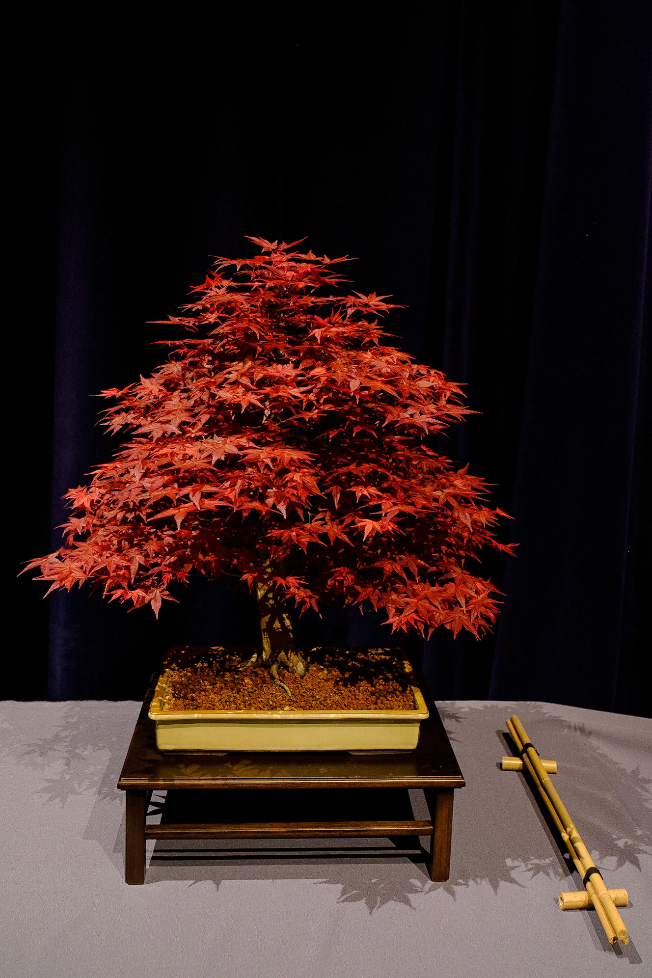 Bonsai club Shinpaku