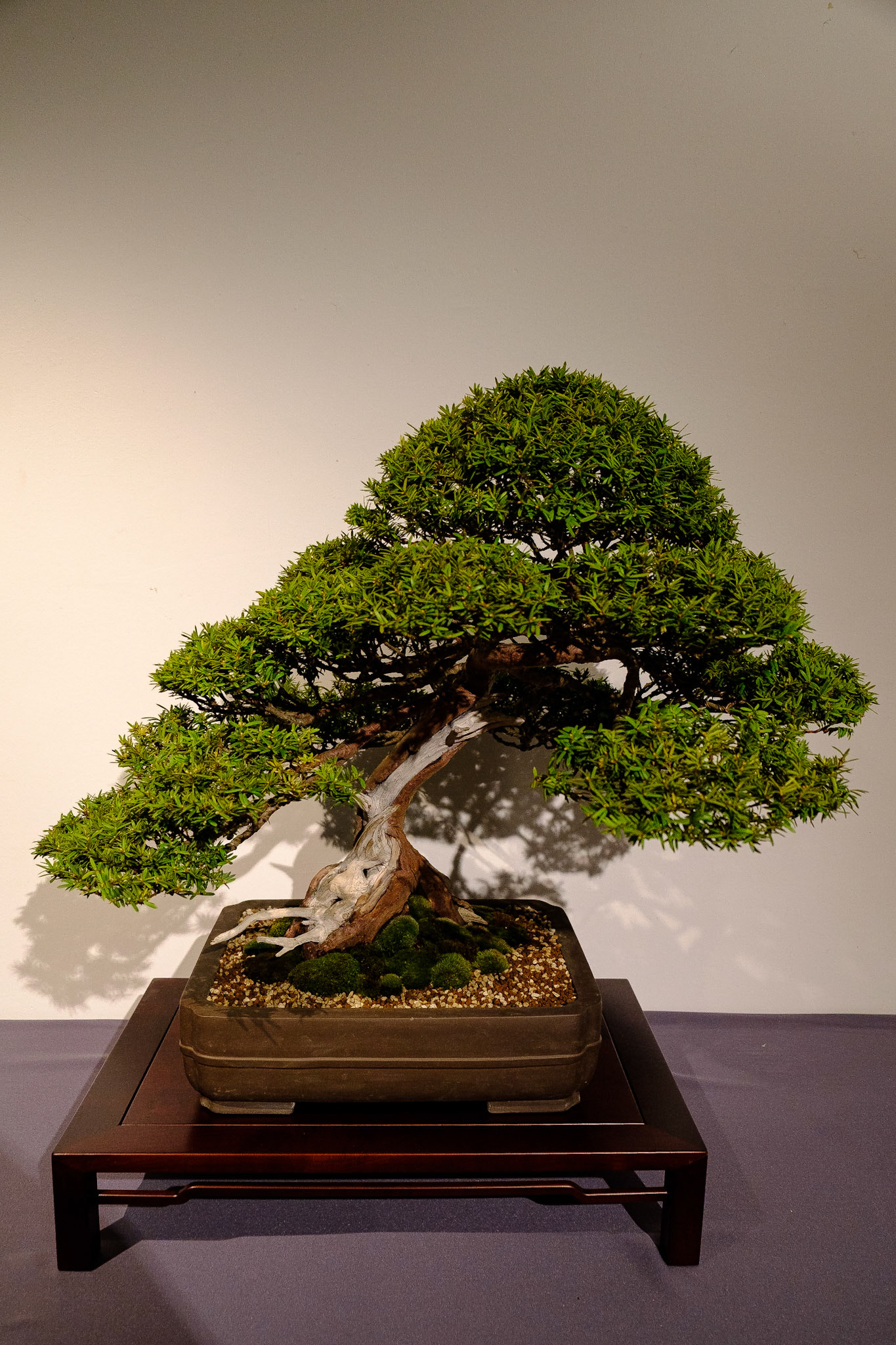 Bonsai club Shinpaku