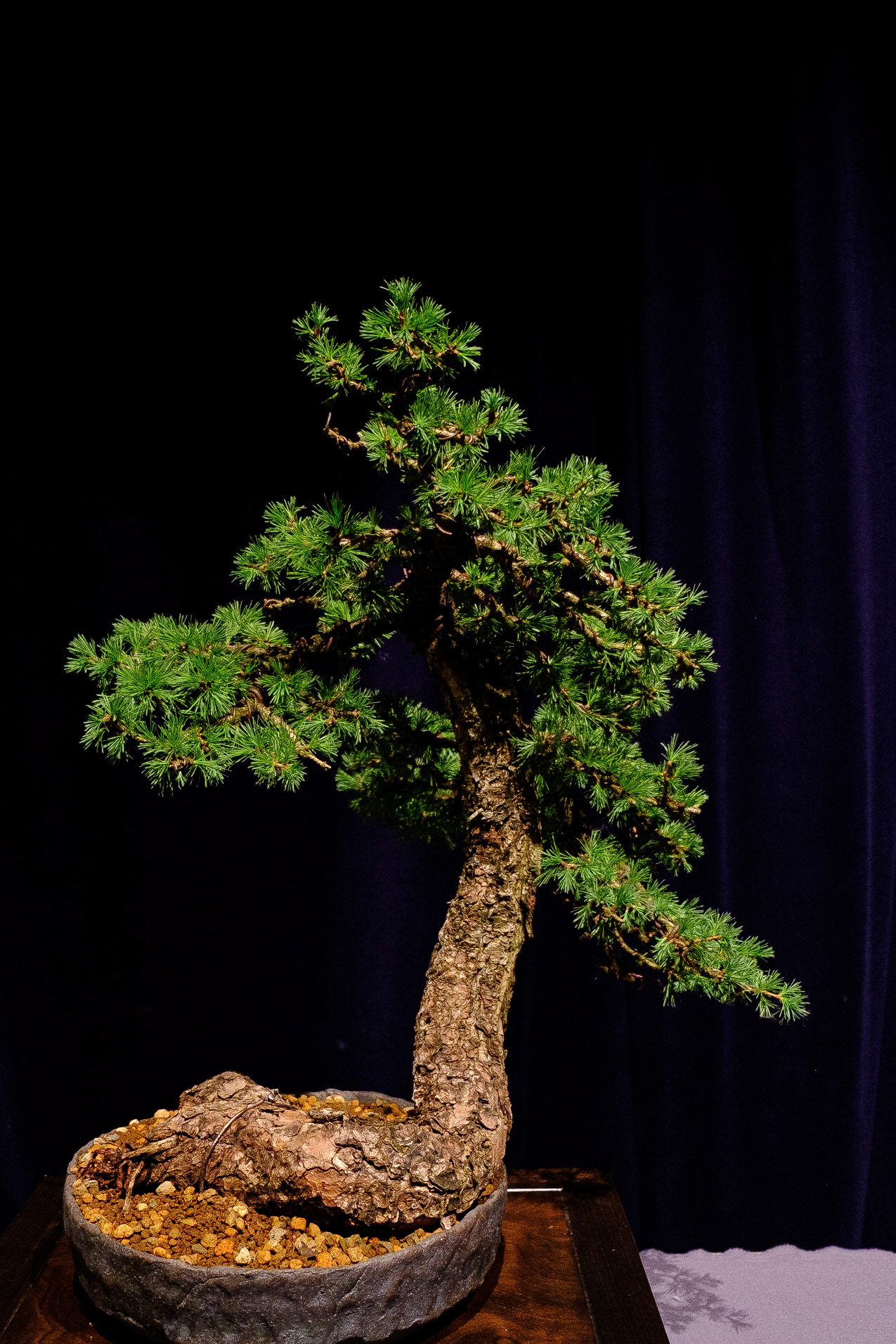 Bonsai club Shinpaku