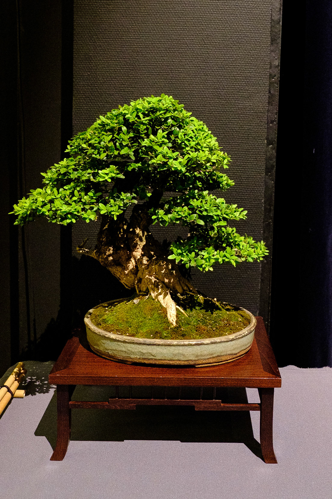 Bonsai club Shinpaku