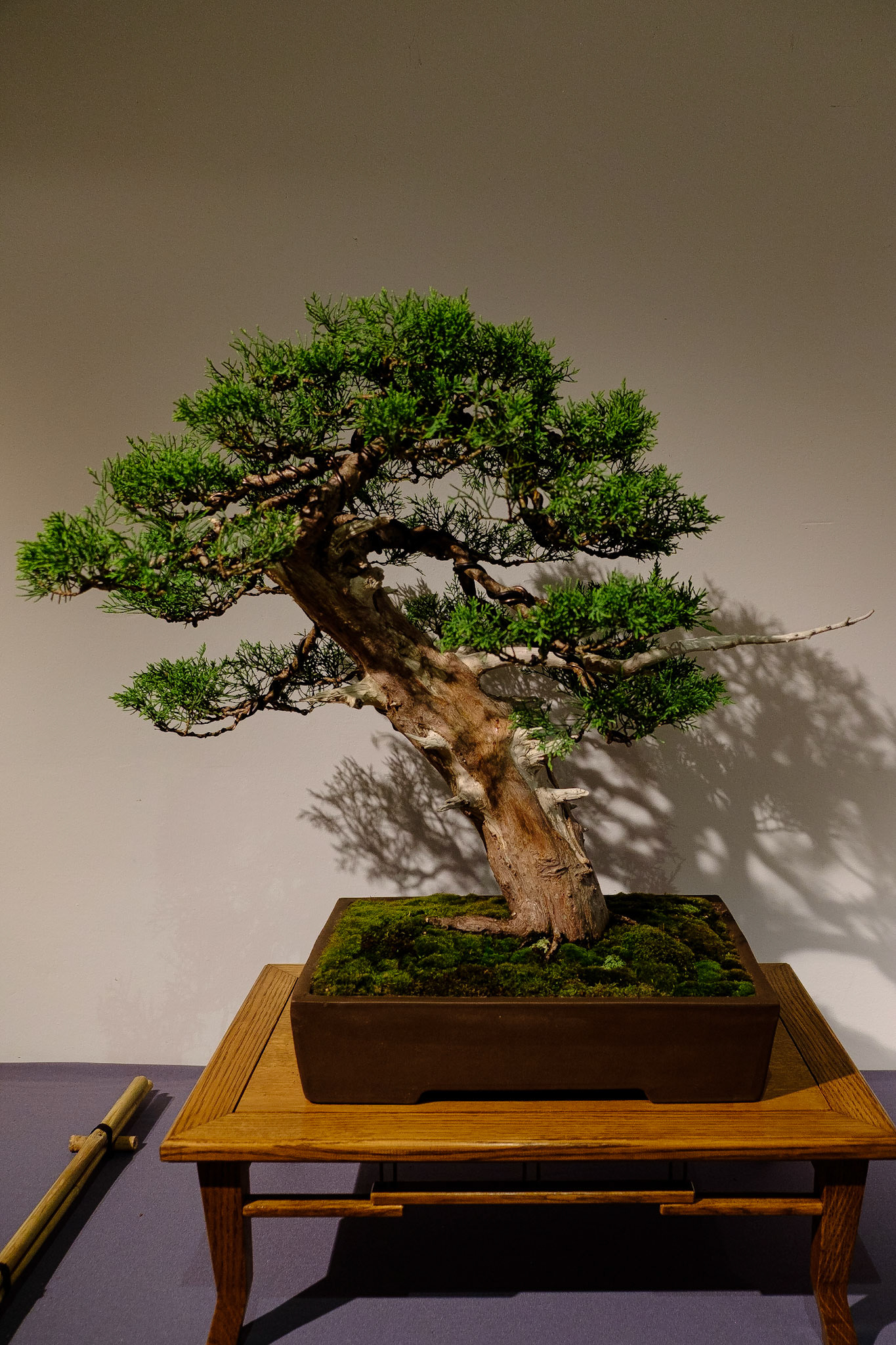 Bonsai club Shinpaku