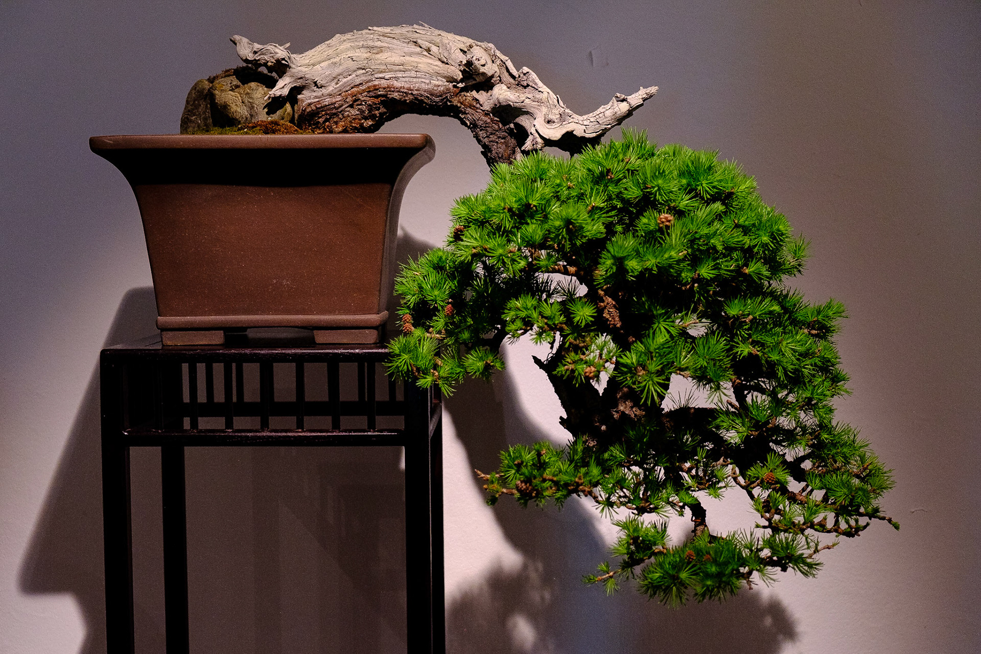 Bonsai club Shinpaku