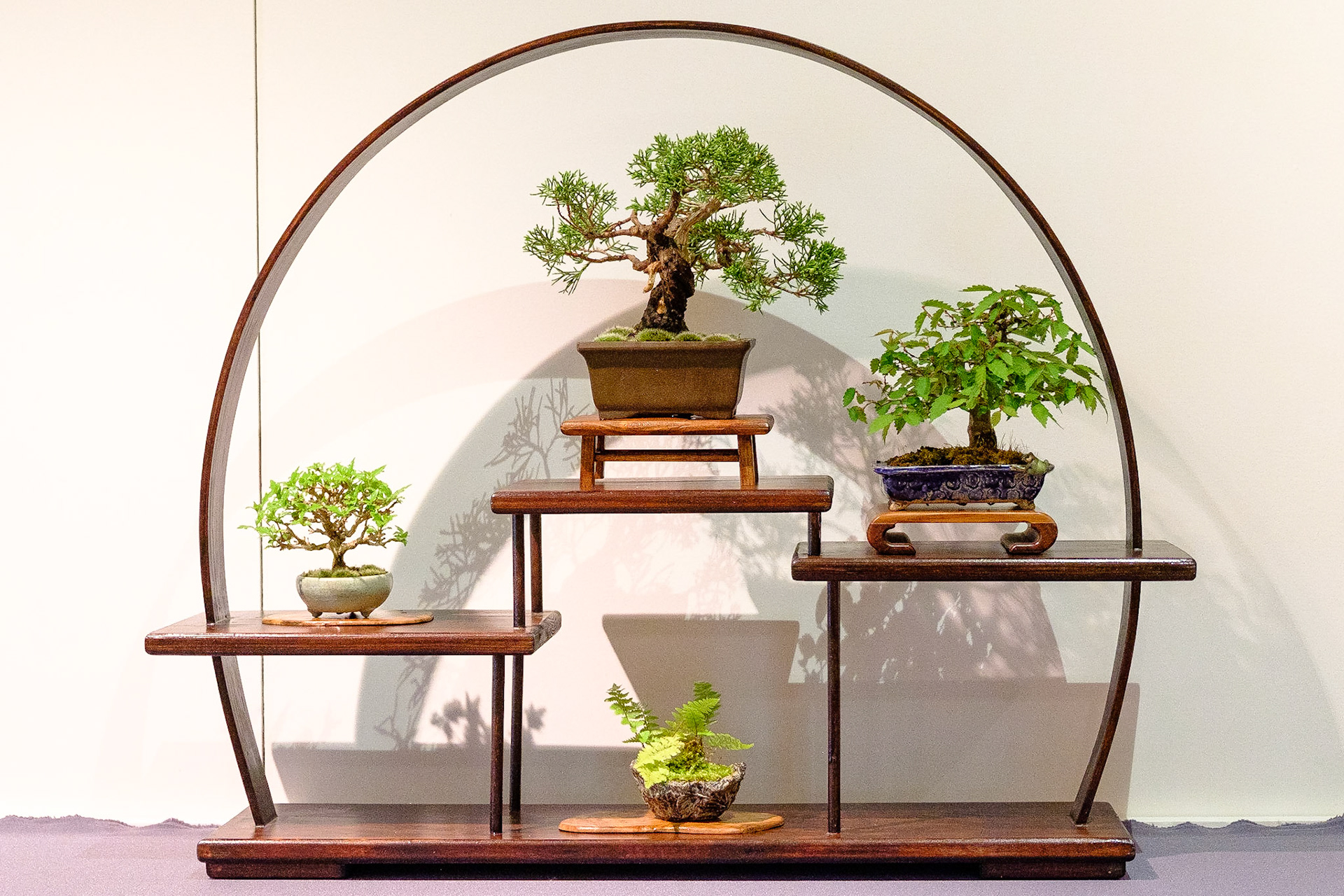 Bonsai club Shinpaku