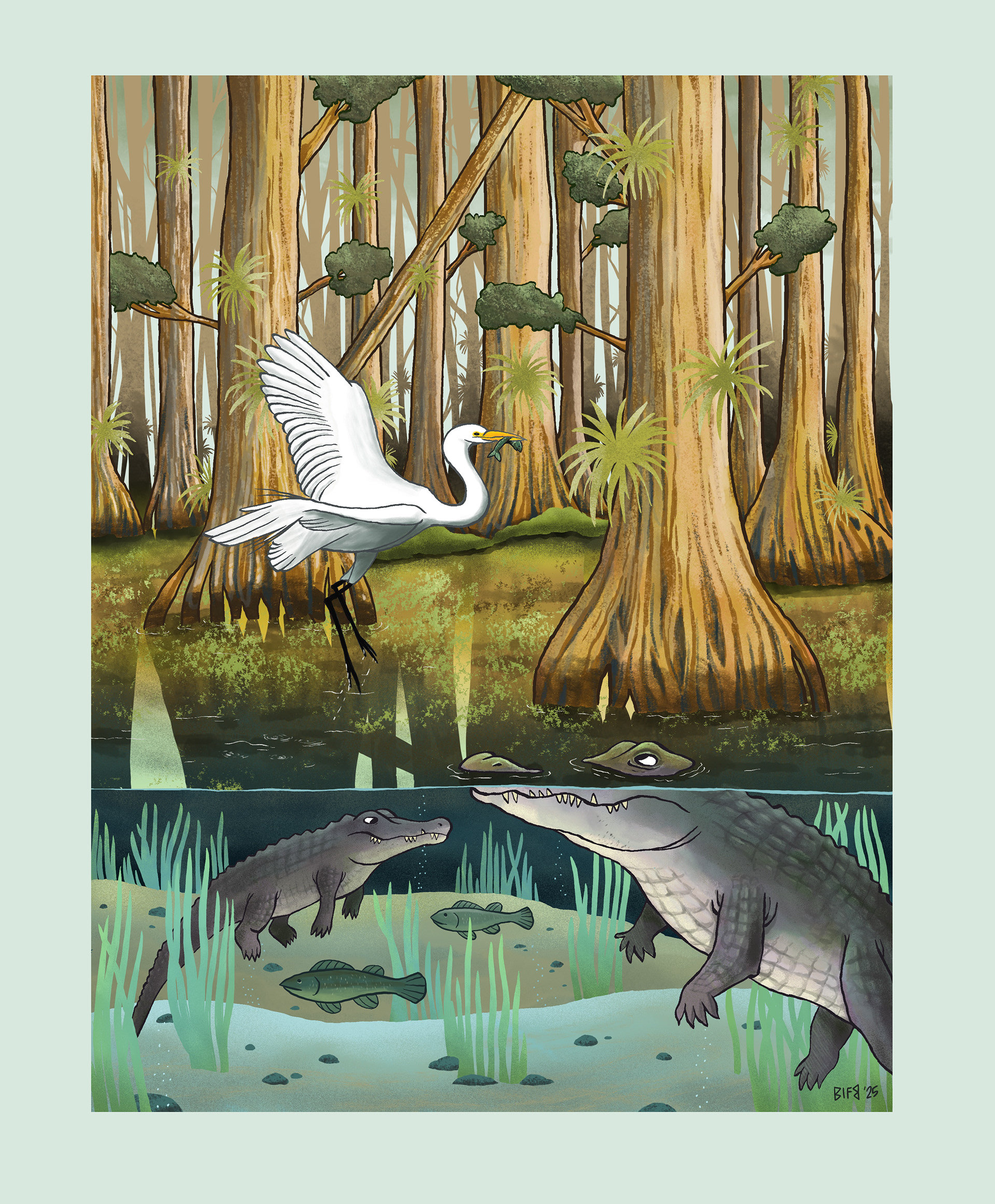 Everglades Landscape