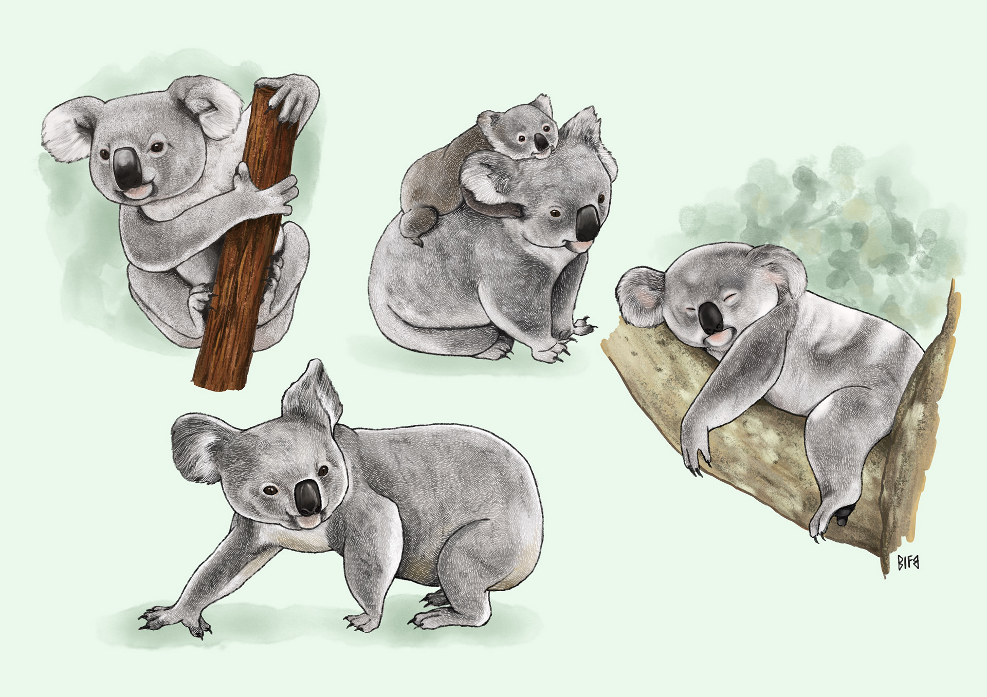 Koala Character Study