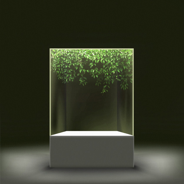 2 - Ivy grows in a controlled environment.