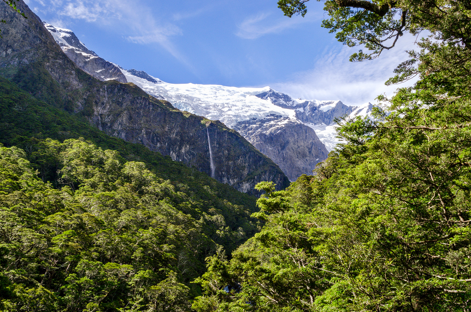 A beech forest in front of the Rob Roy Glacier, a small hanging glacier in the Southern Alps of New Zealand's South Island