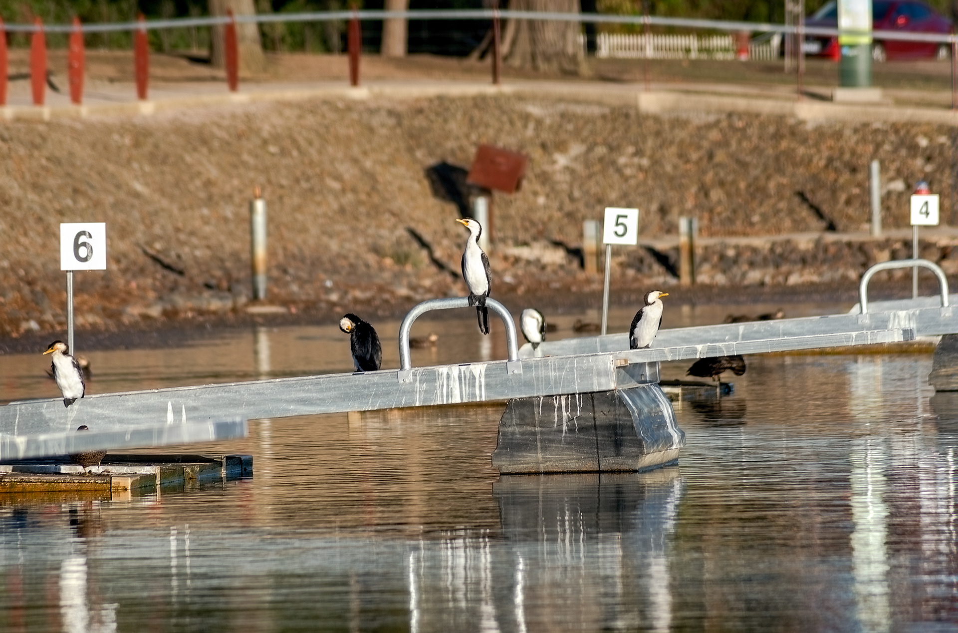 A group of little pied cormorants perched on the rowing docks at Lake Wendouree in Ballarat