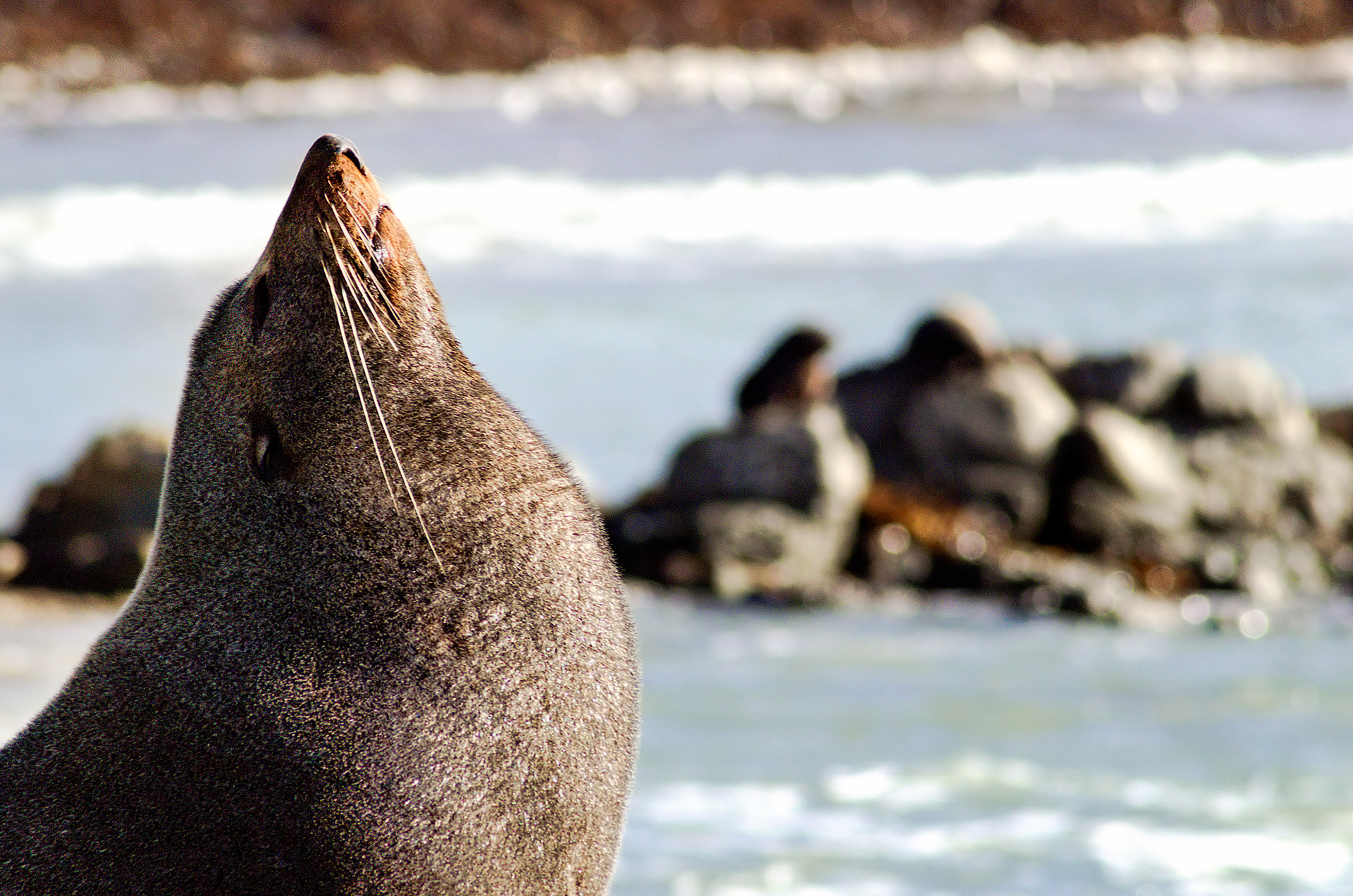 A New Zealand fur seal basking in the sun along the Kaikoura coast
