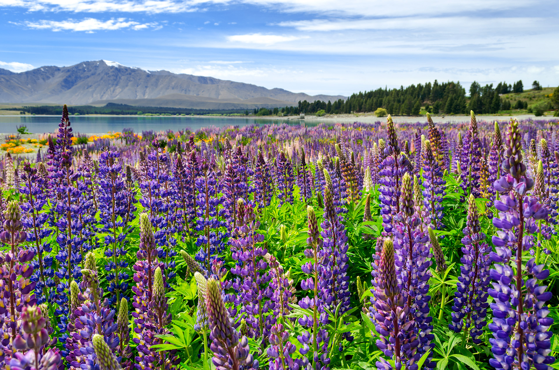 Russell lupins in full bloom at the edge of Lake Tekapo, South Island, New Zealand