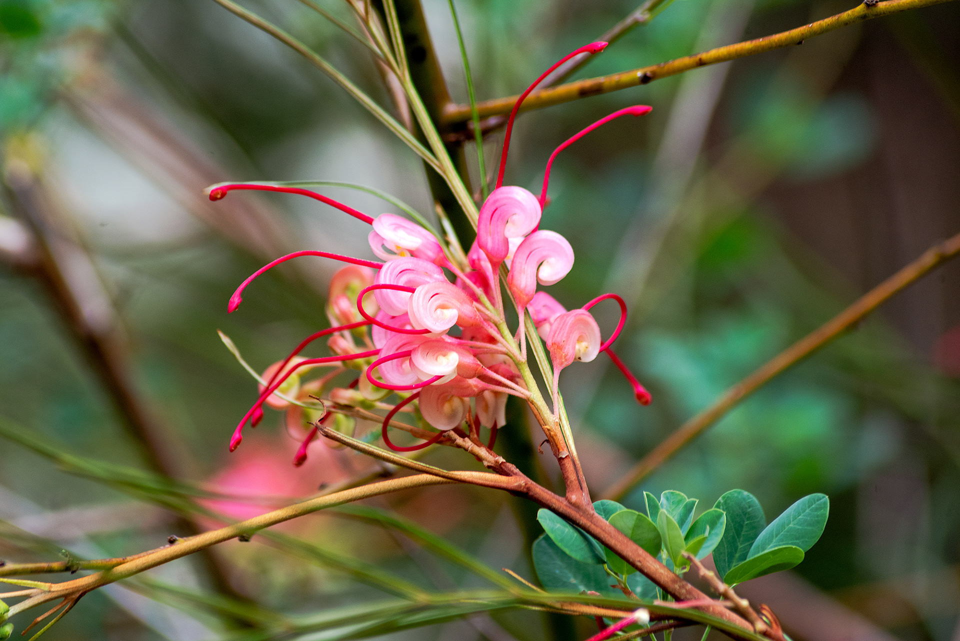 The waxy pink flowers of the Grevillea "Elegance" named after Charles F. Greville, founder of the Royal Horticultural Society and A.S. Johnson, ex-director of the Sydney Botanic Gardens