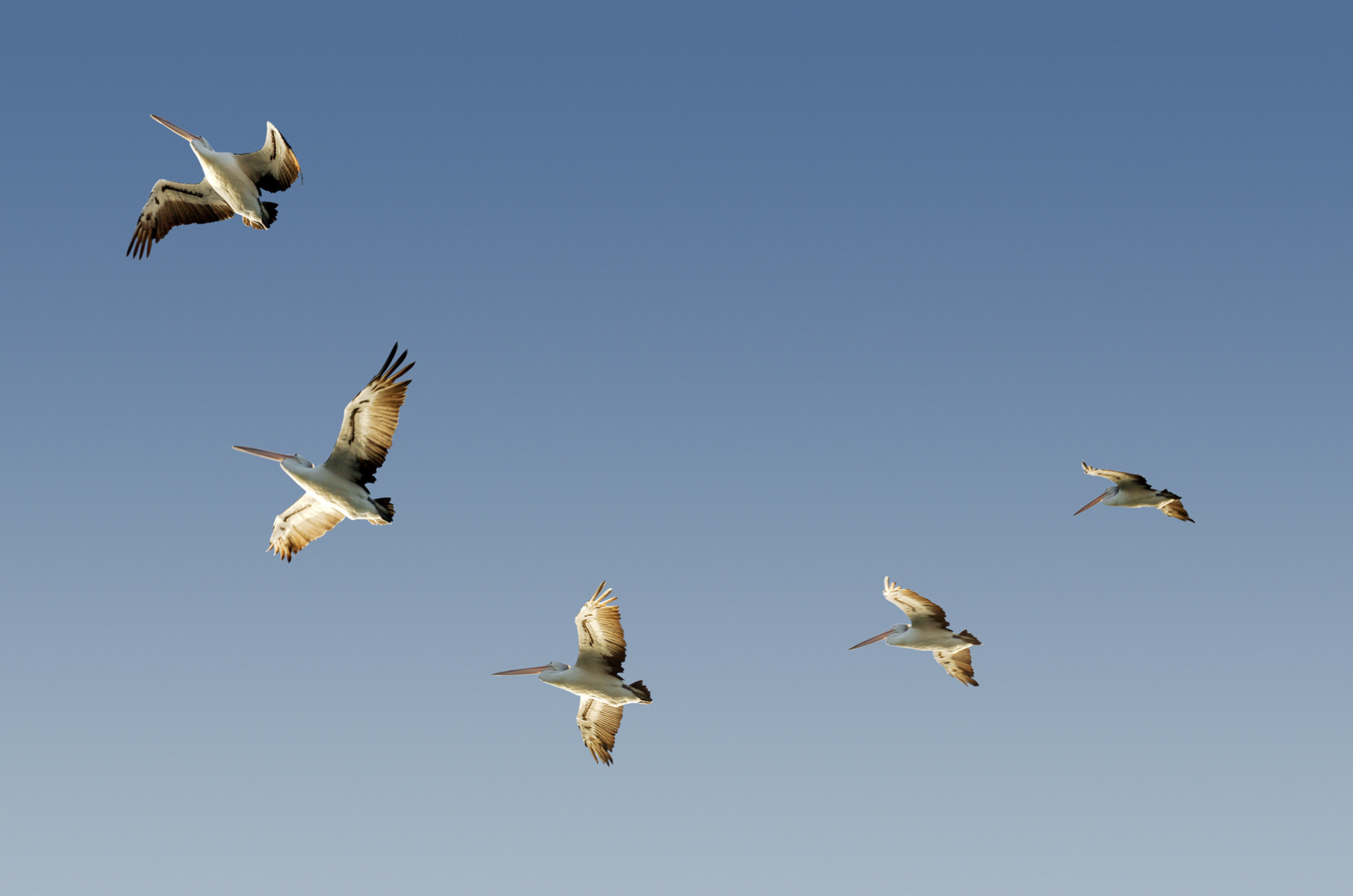 A composite image of an Australian pelican in flight
