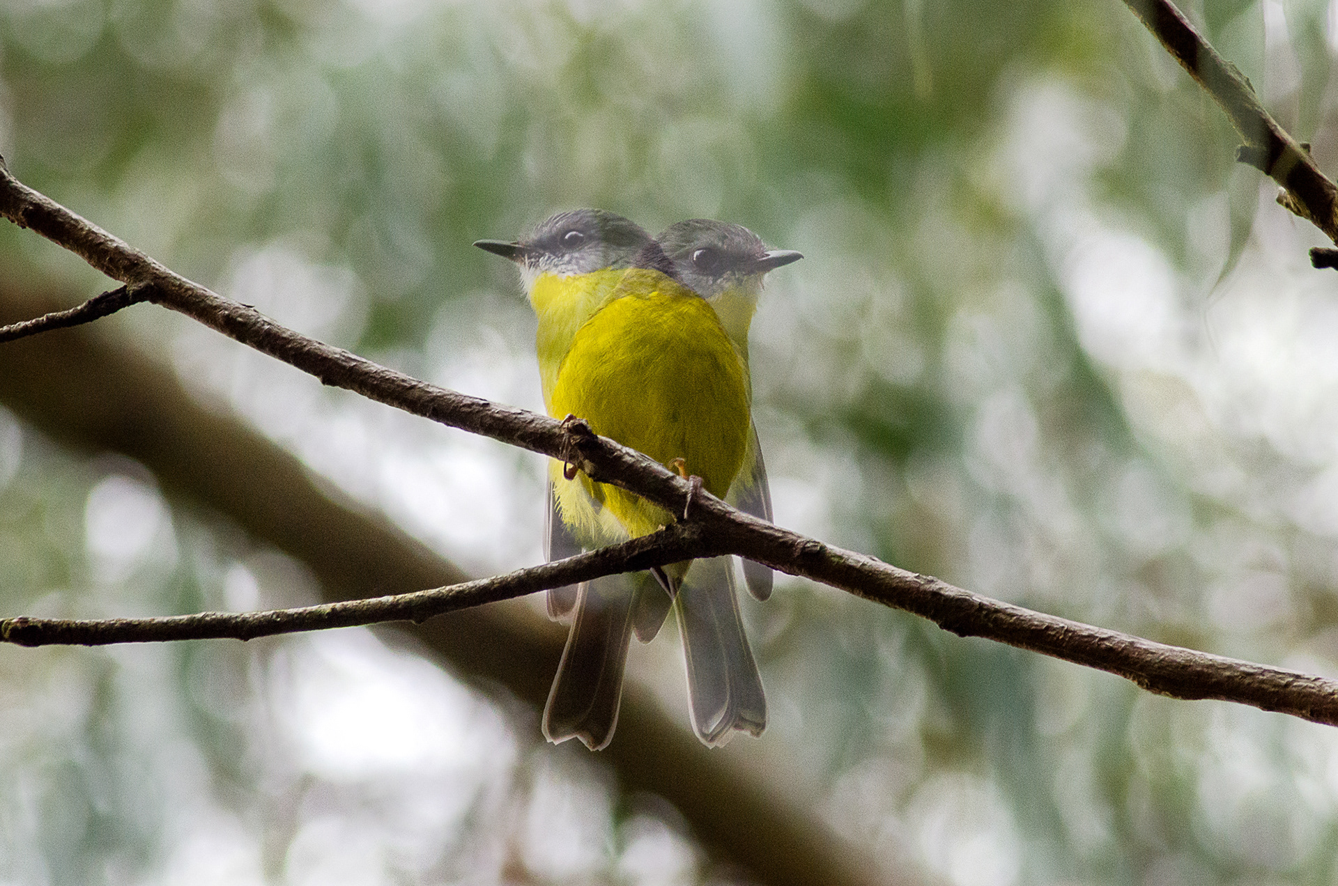 A double exposure of a yellow eastern robin perching on a branch