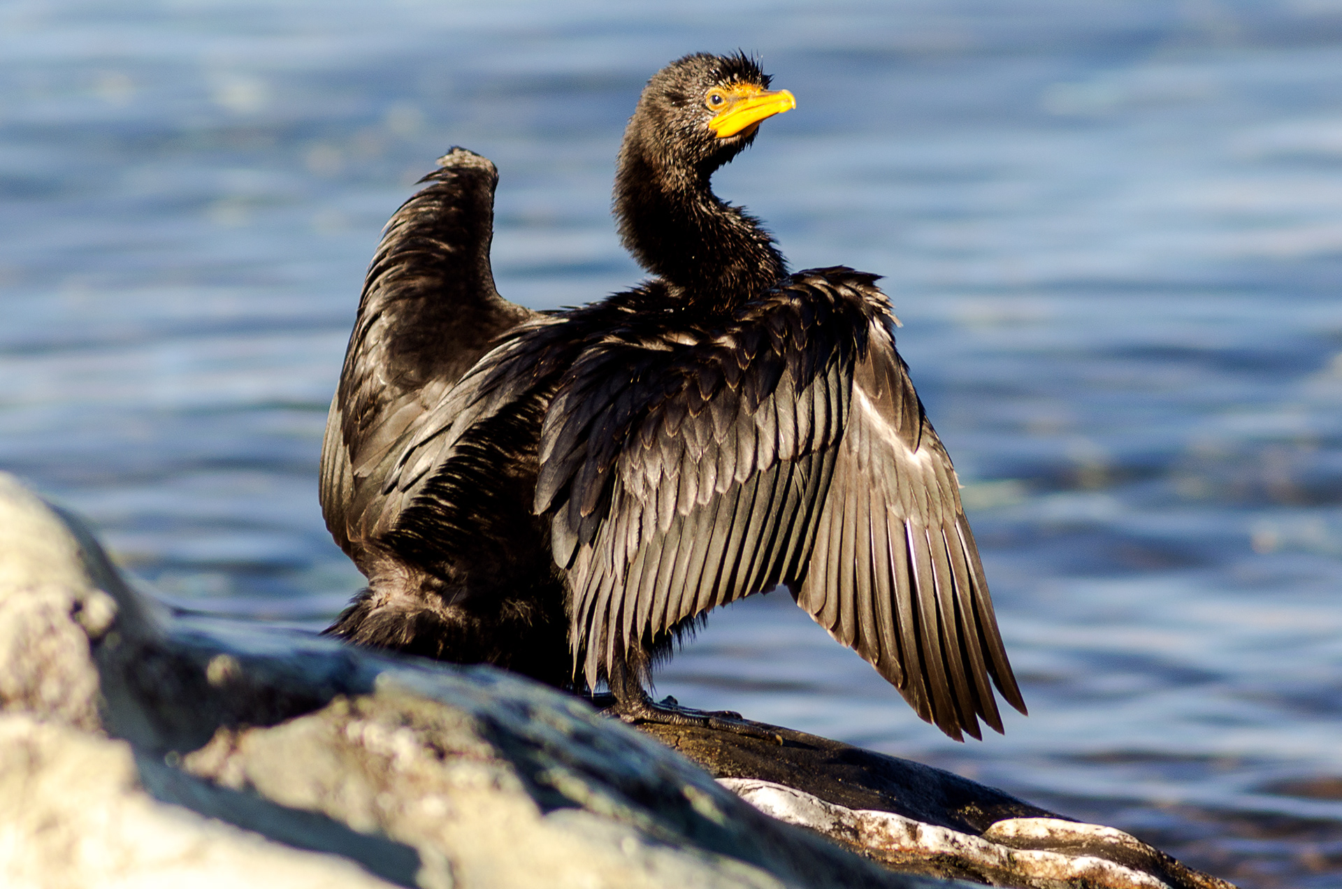 A juvenile little pied cormorant drying out its wings on the edge of Lake Wakatipu in Queenstown, New Zealand