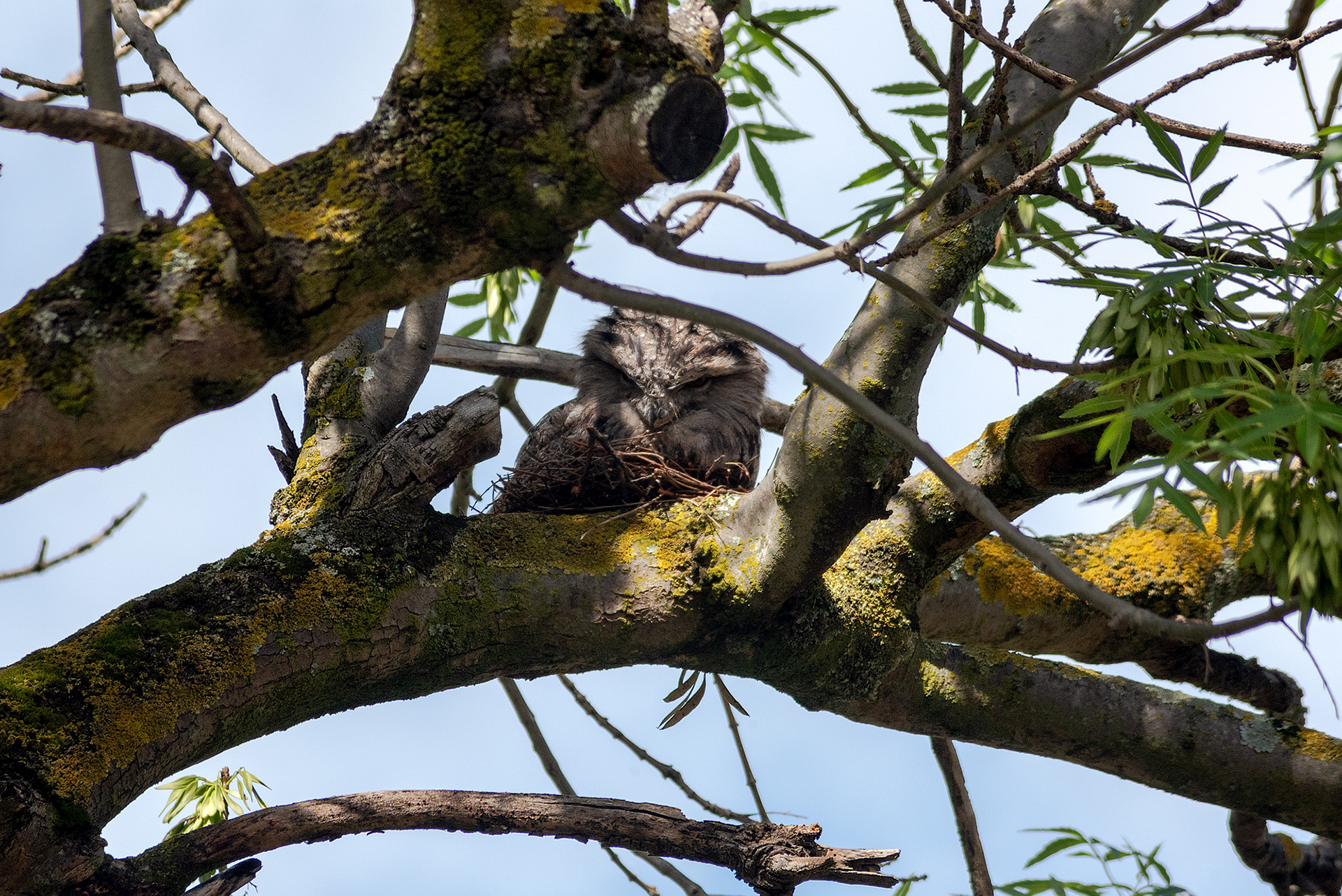 A male tawny frogmouth sitting on a nest while the female goes off to feed
