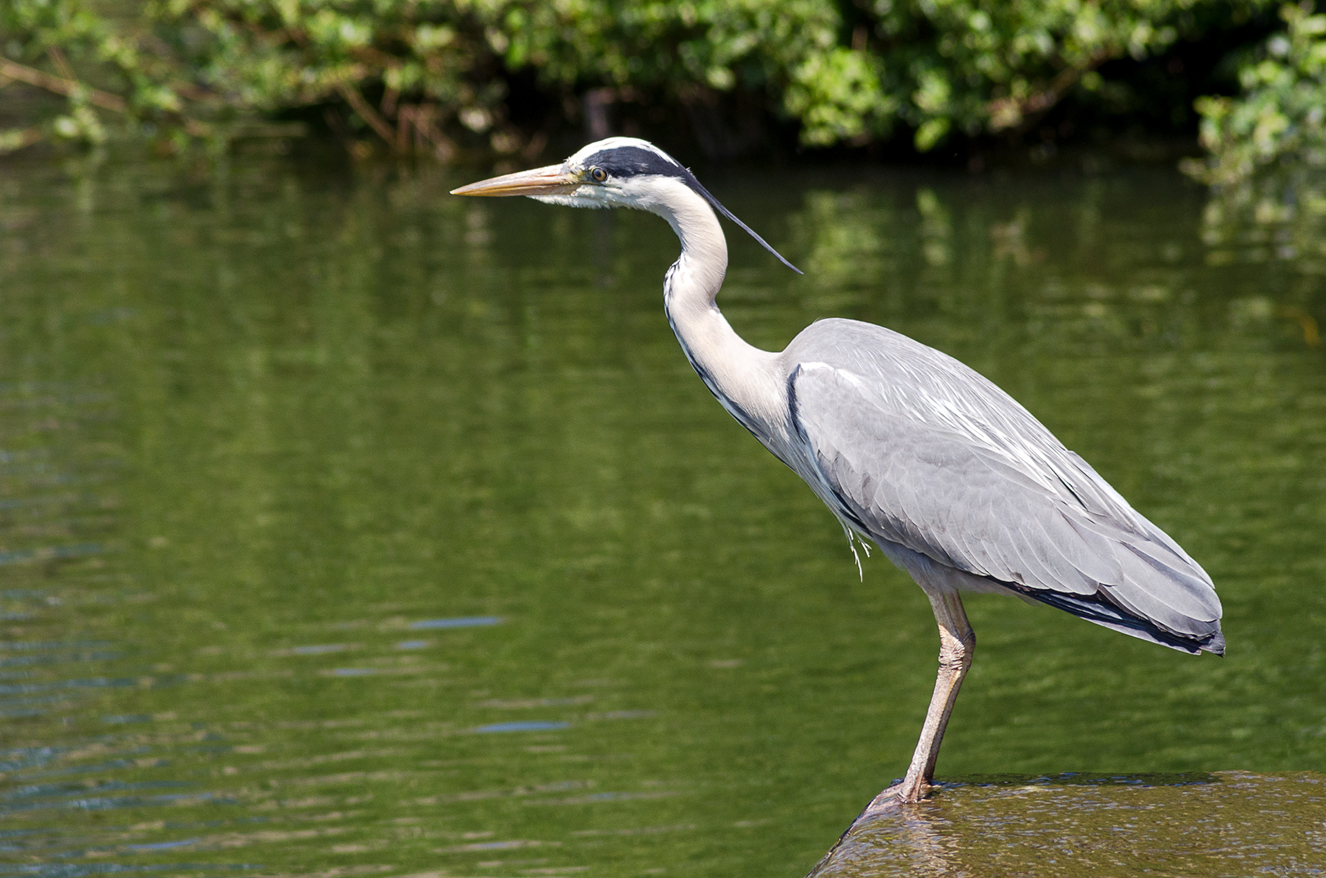 A grey heron posing in the pond area of the National Archives in London