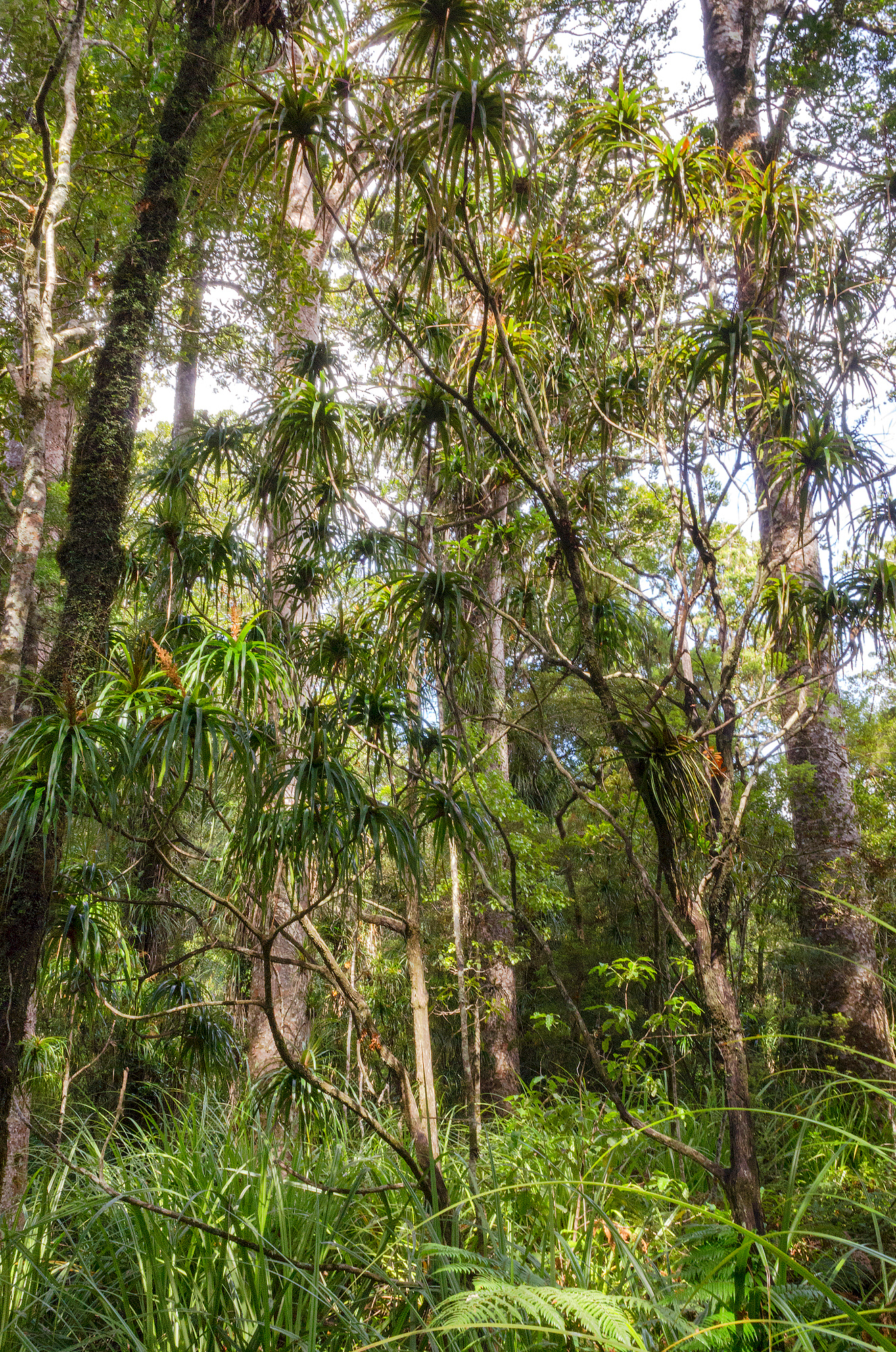 Neinei, also known as spider wood, is endemic to New Zealand and only occurs in the northern half of the North Island, often in kauri forests