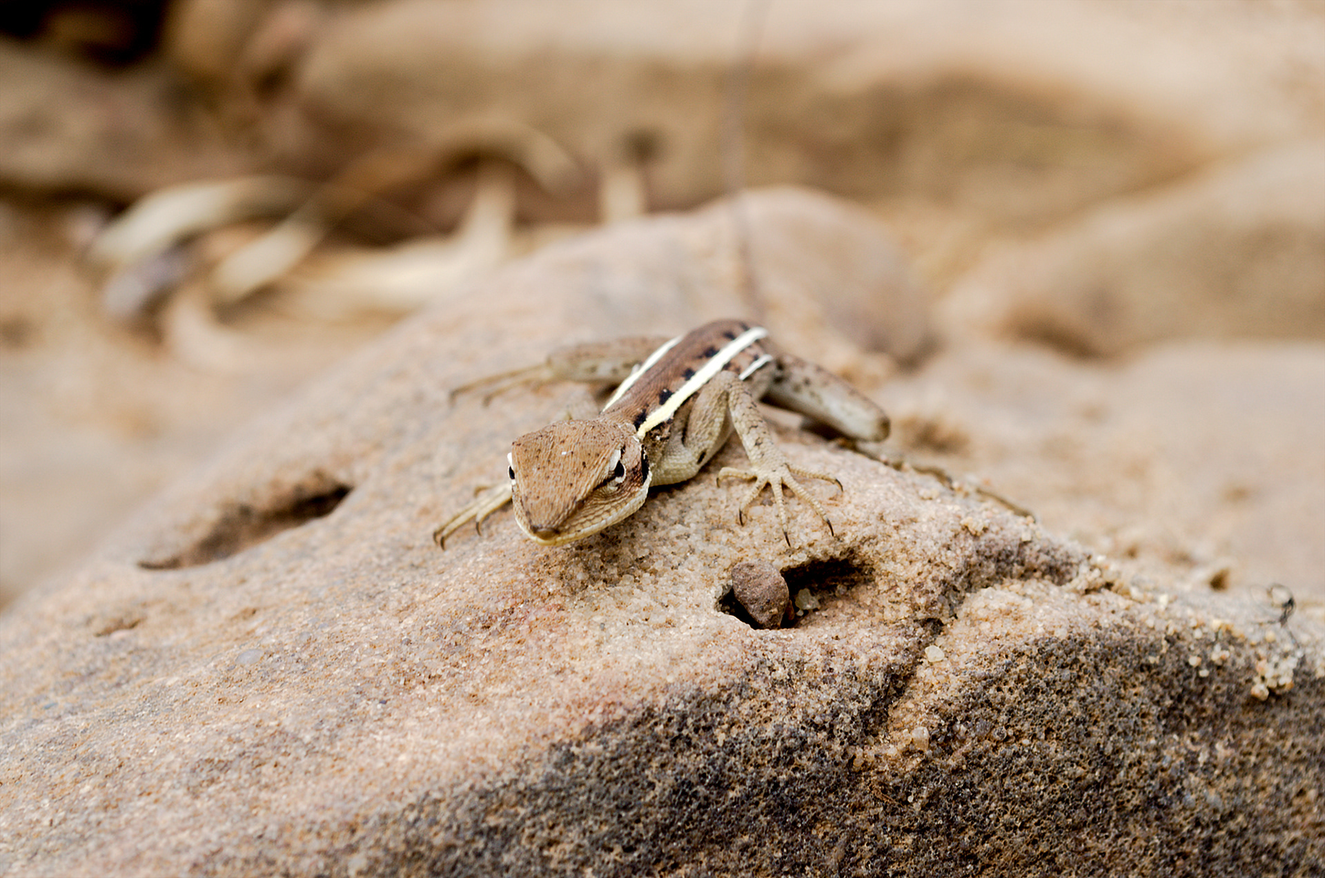 A long-nosed dragon perched on a rock in Kalbarri National Park