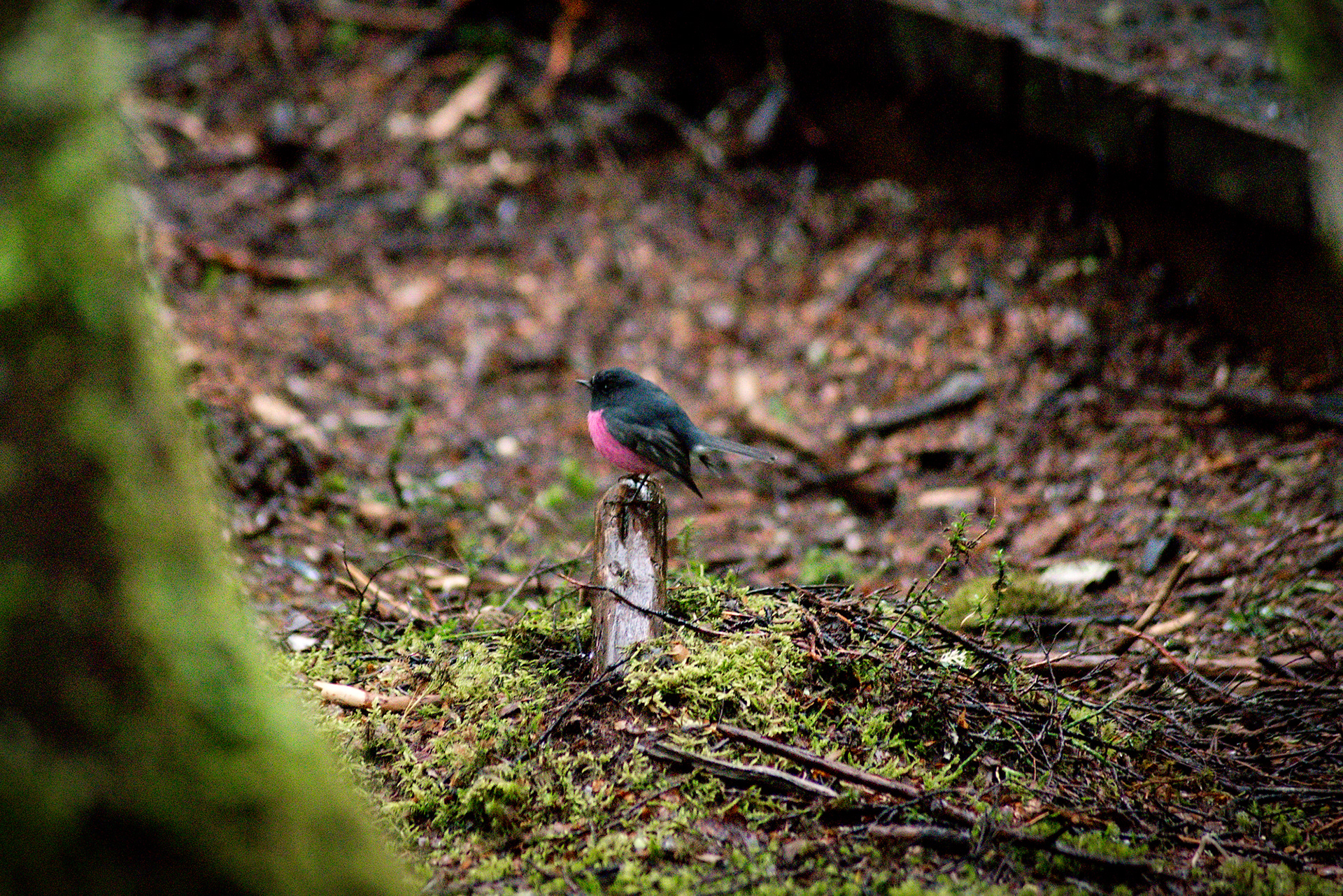 A pink robin found in the myrtle-beech forest of the Enchanted Walk in Cradle Mountain-Lake St Claire National Park, Tasmania